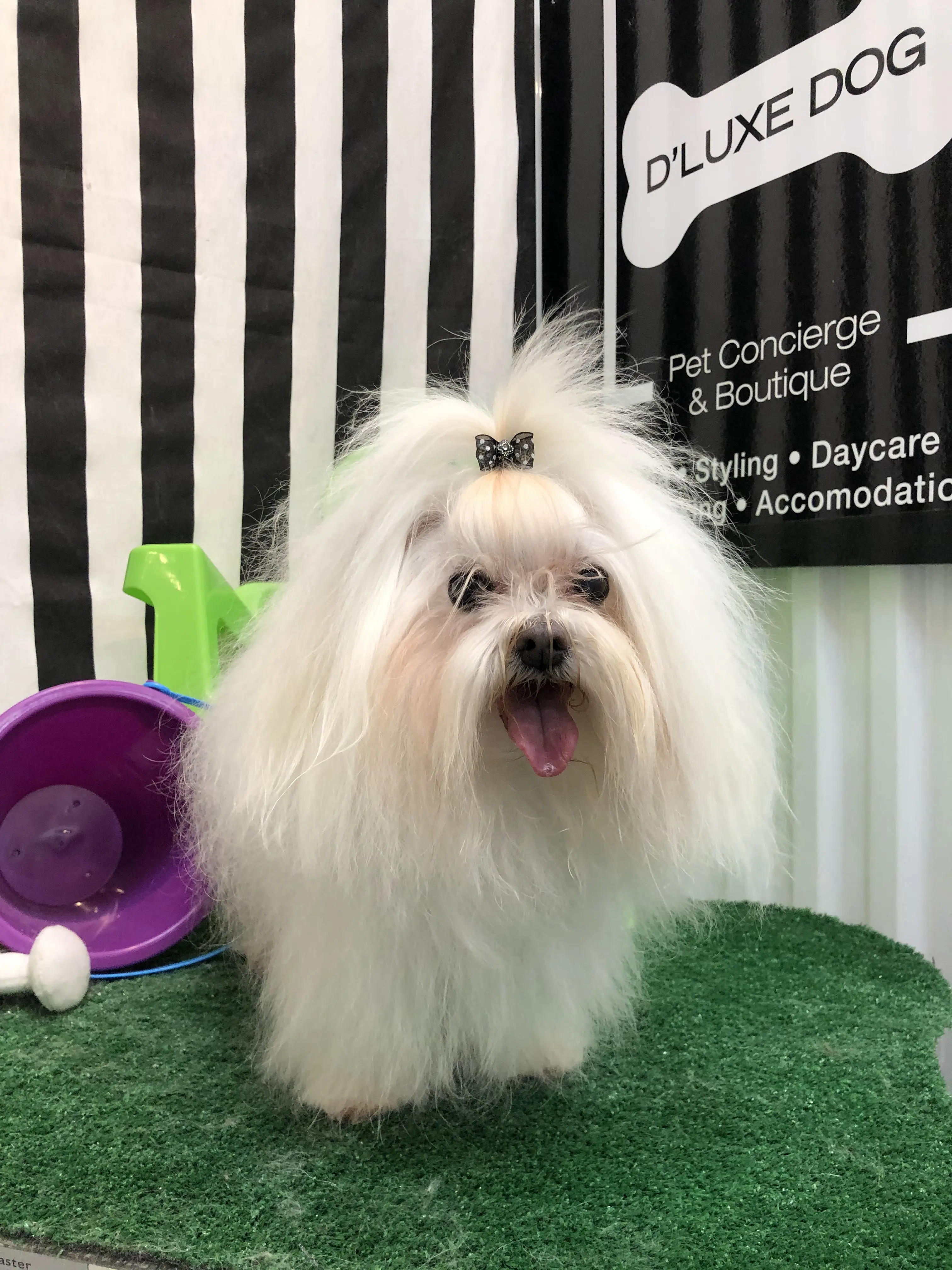 D'Luxe Dog Pet Concierge & Boutique