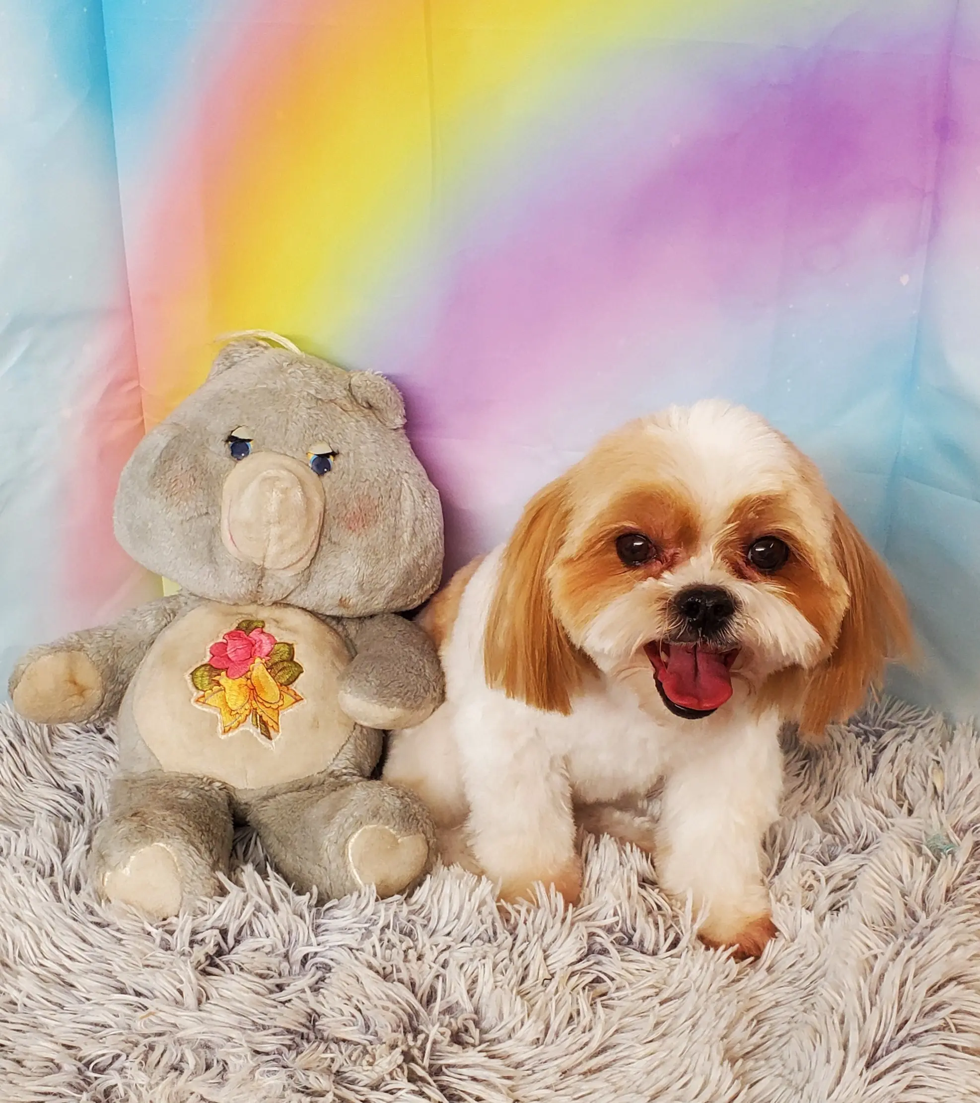Pampered and Petite Pet Spa