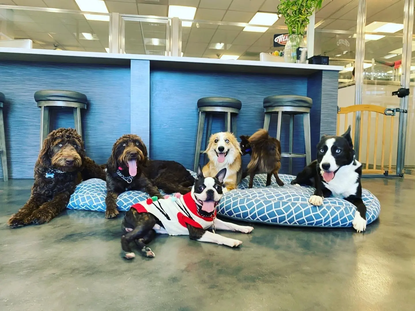 Club K9
