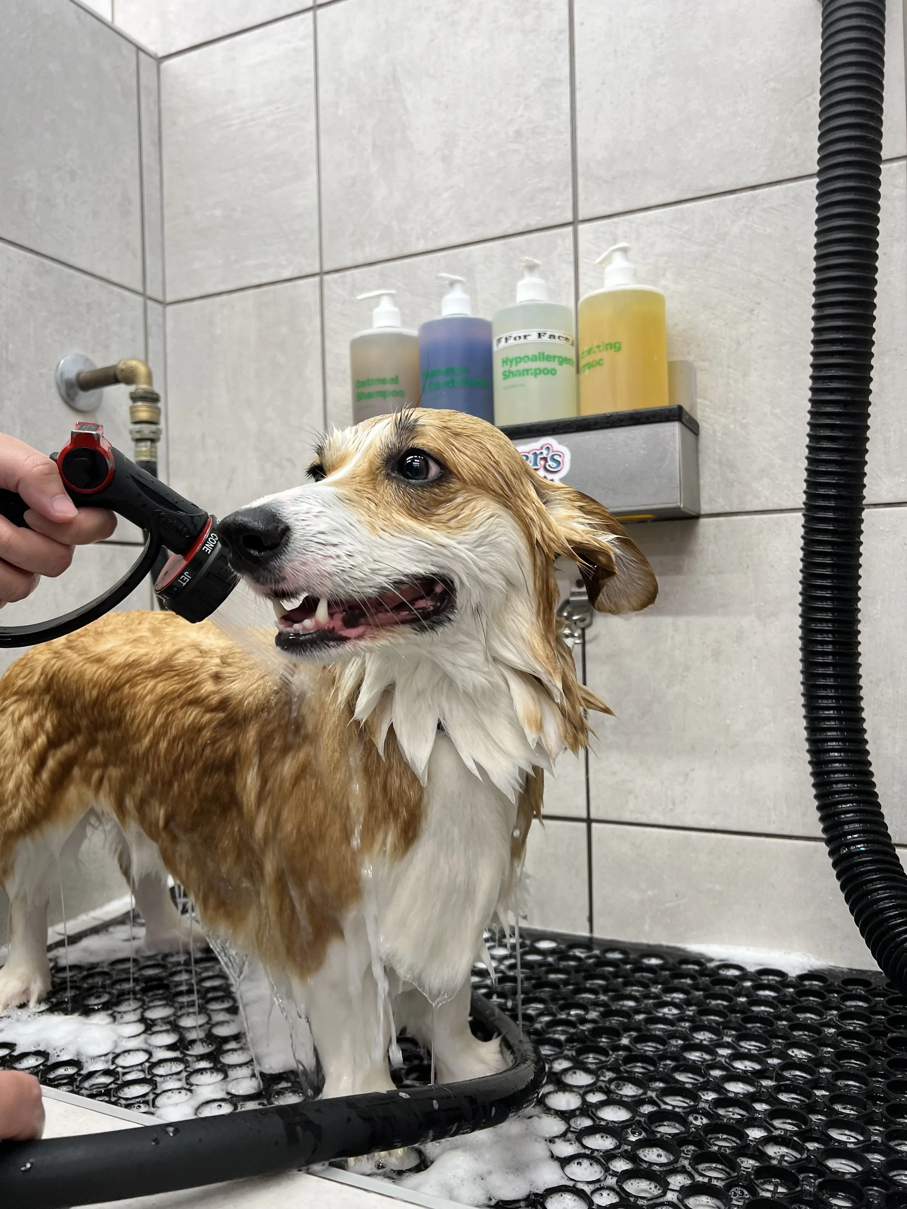 Pet Supplies Plus Corpus Christi