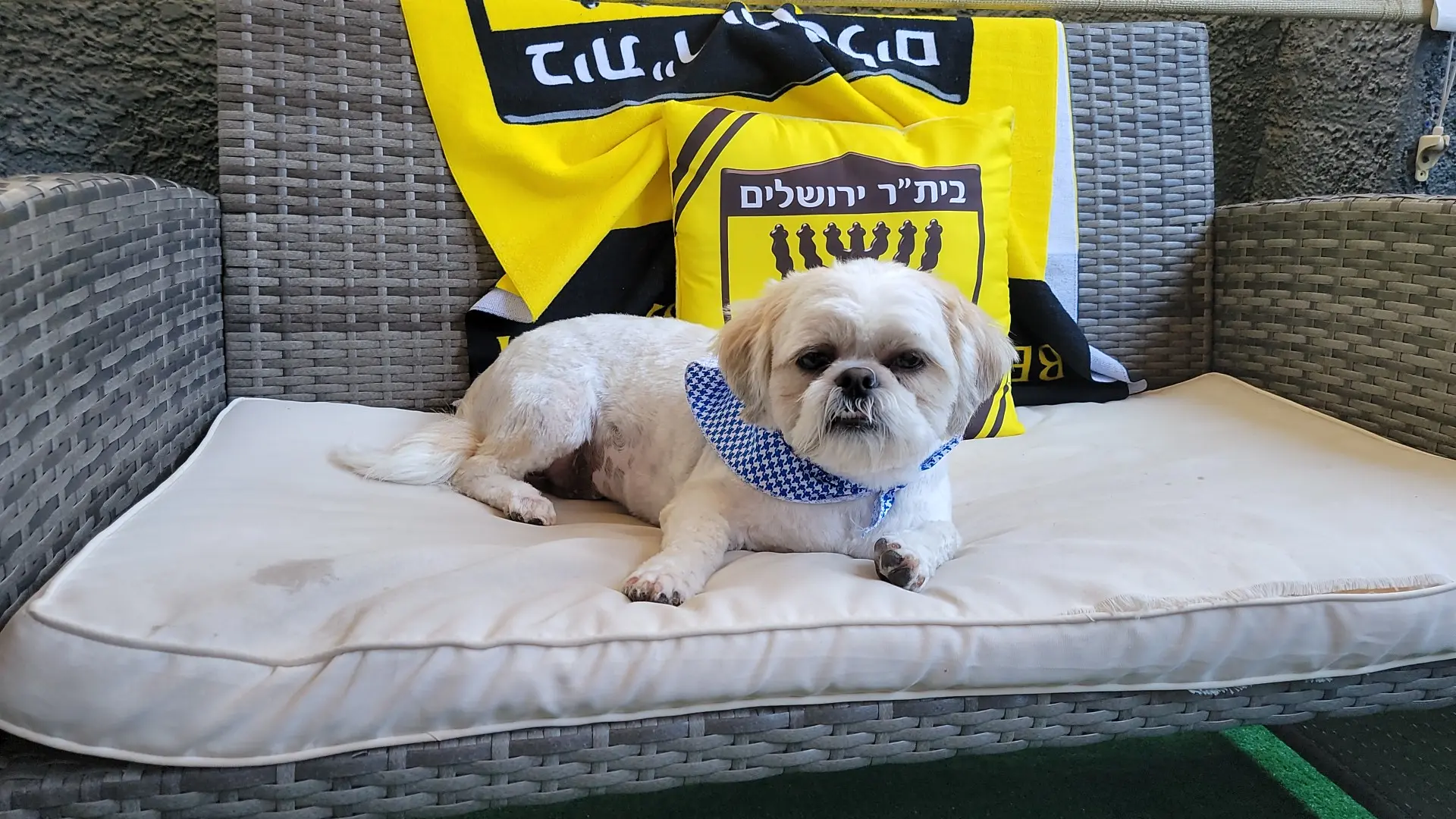 Custom Clips Pet Grooming