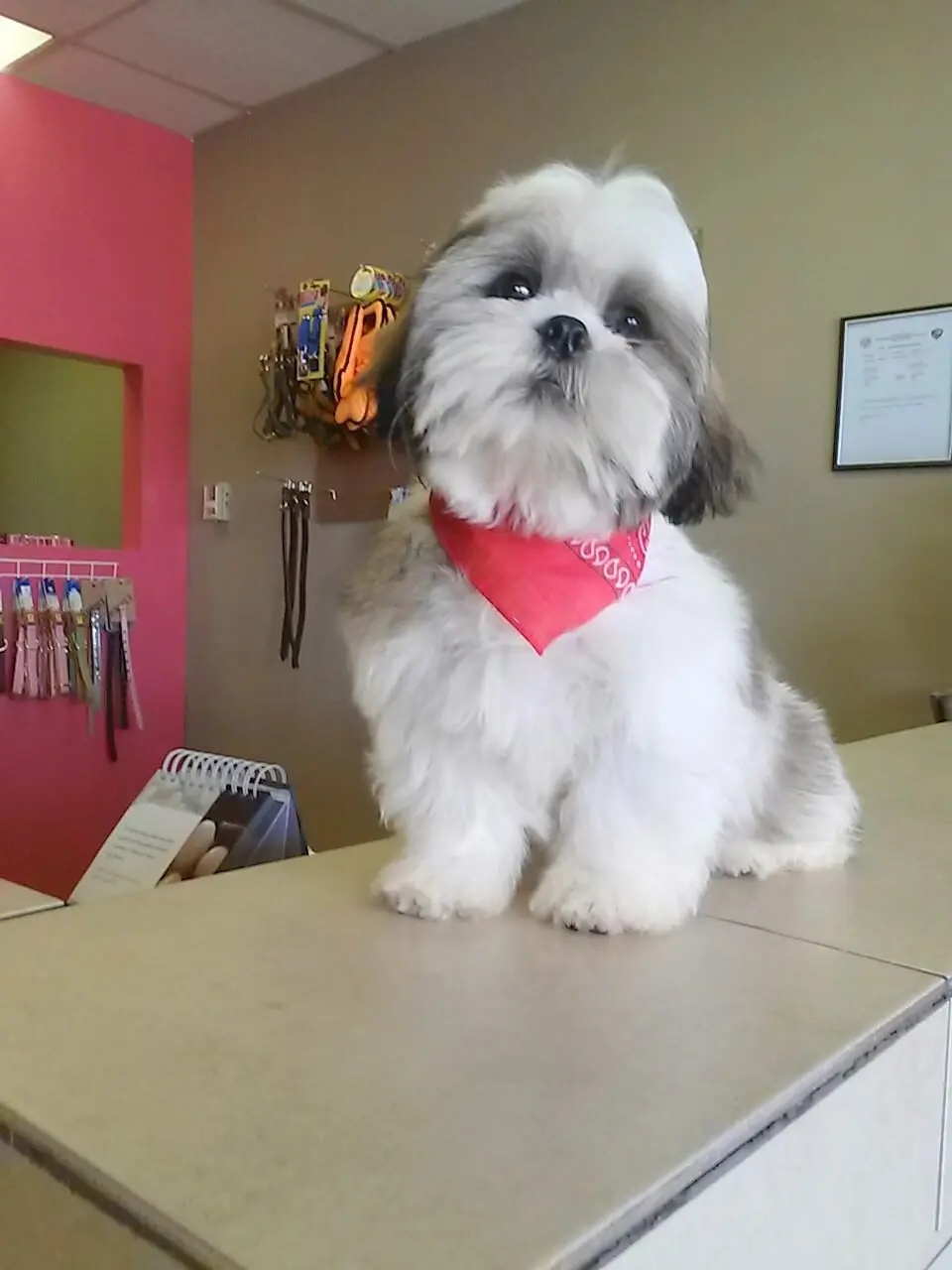 Happy Pets Hotel & Dog Training Center