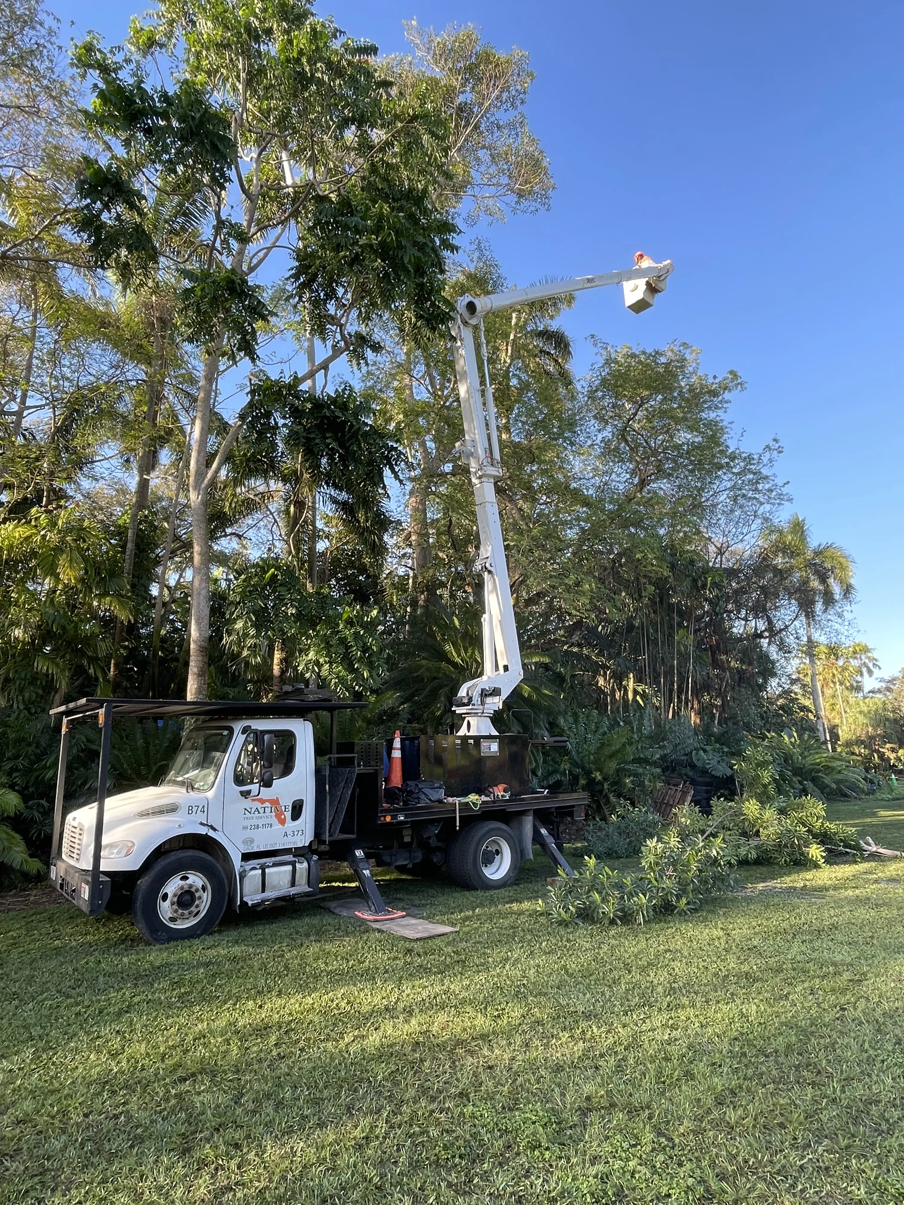 Native Tree Service
