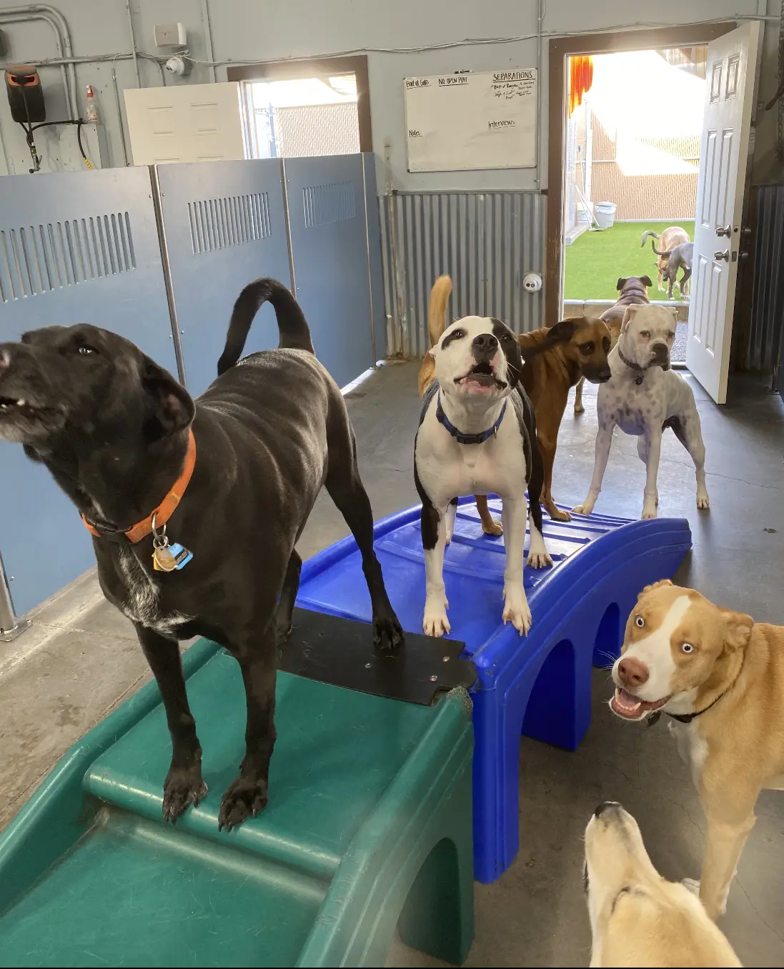 Camp Bow Wow Las Vegas