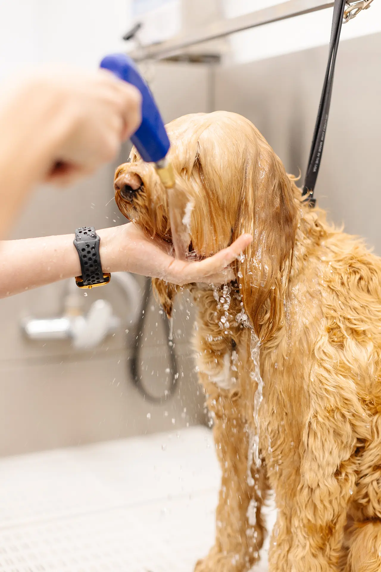 Sparkle Grooming Co.