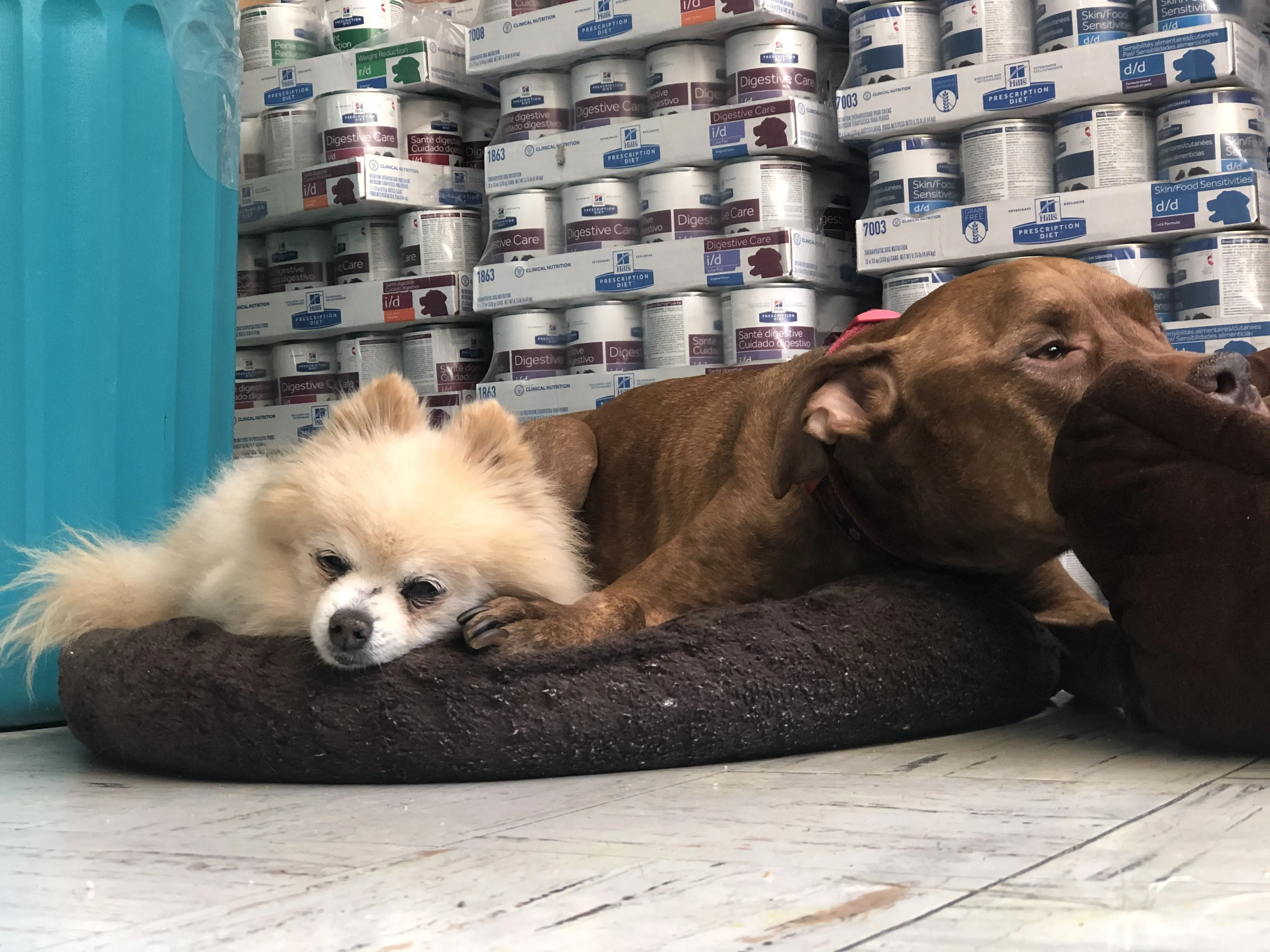 Melrose La Brea Animal Hospital
