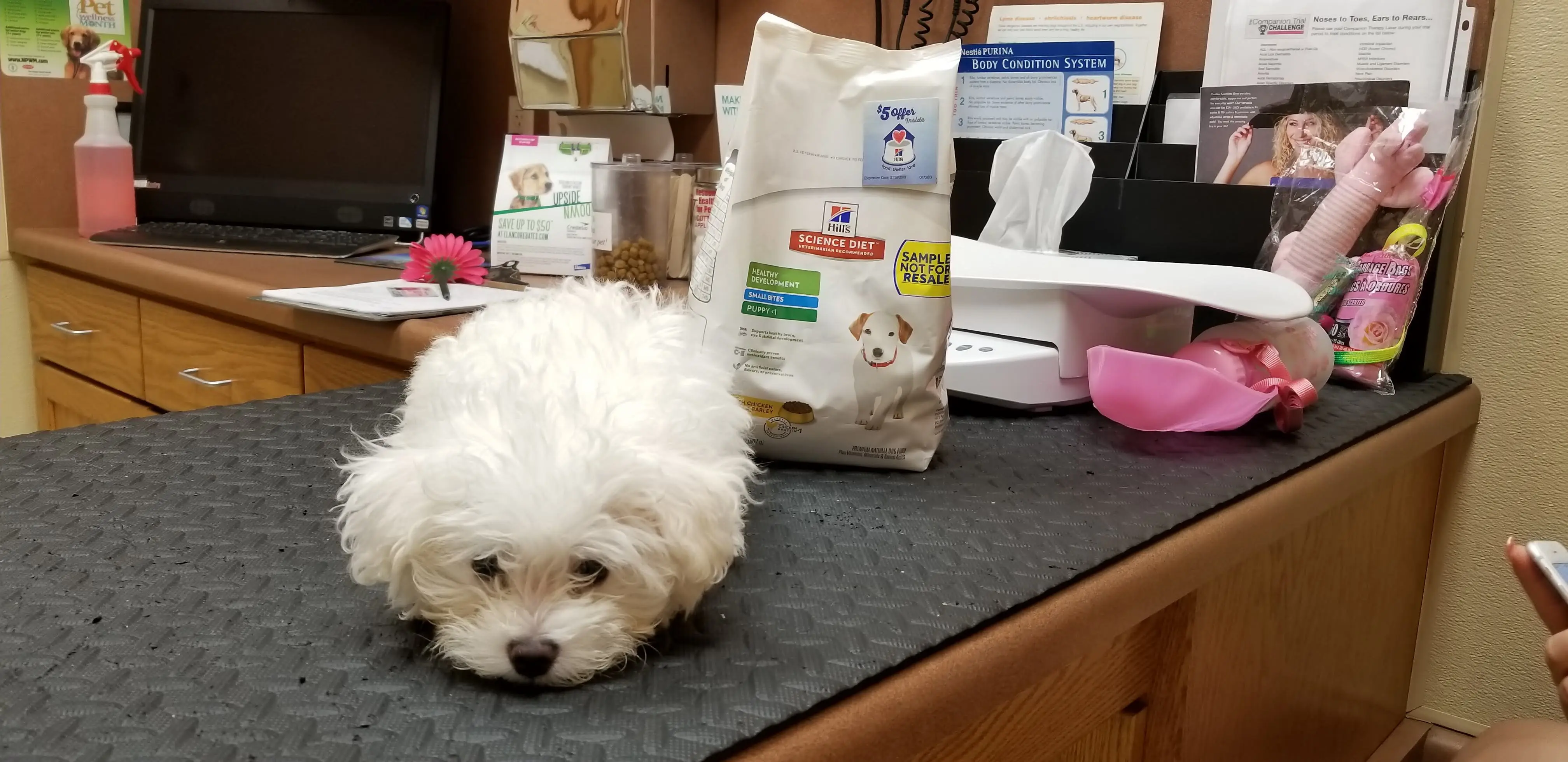Dodd Animal Hospital
