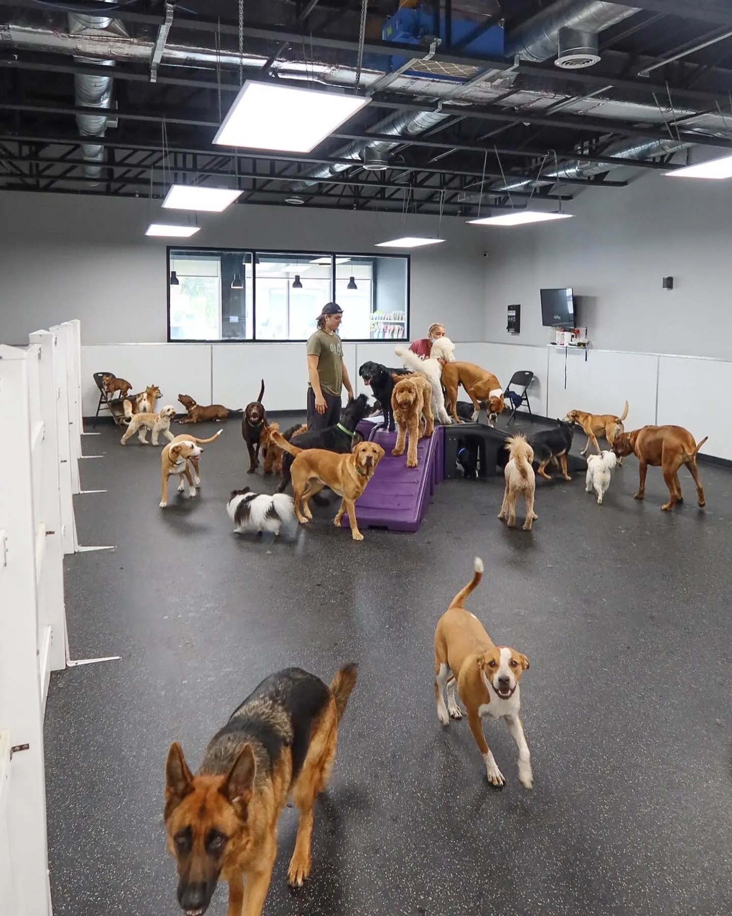 DOG Hotels Miami Shores