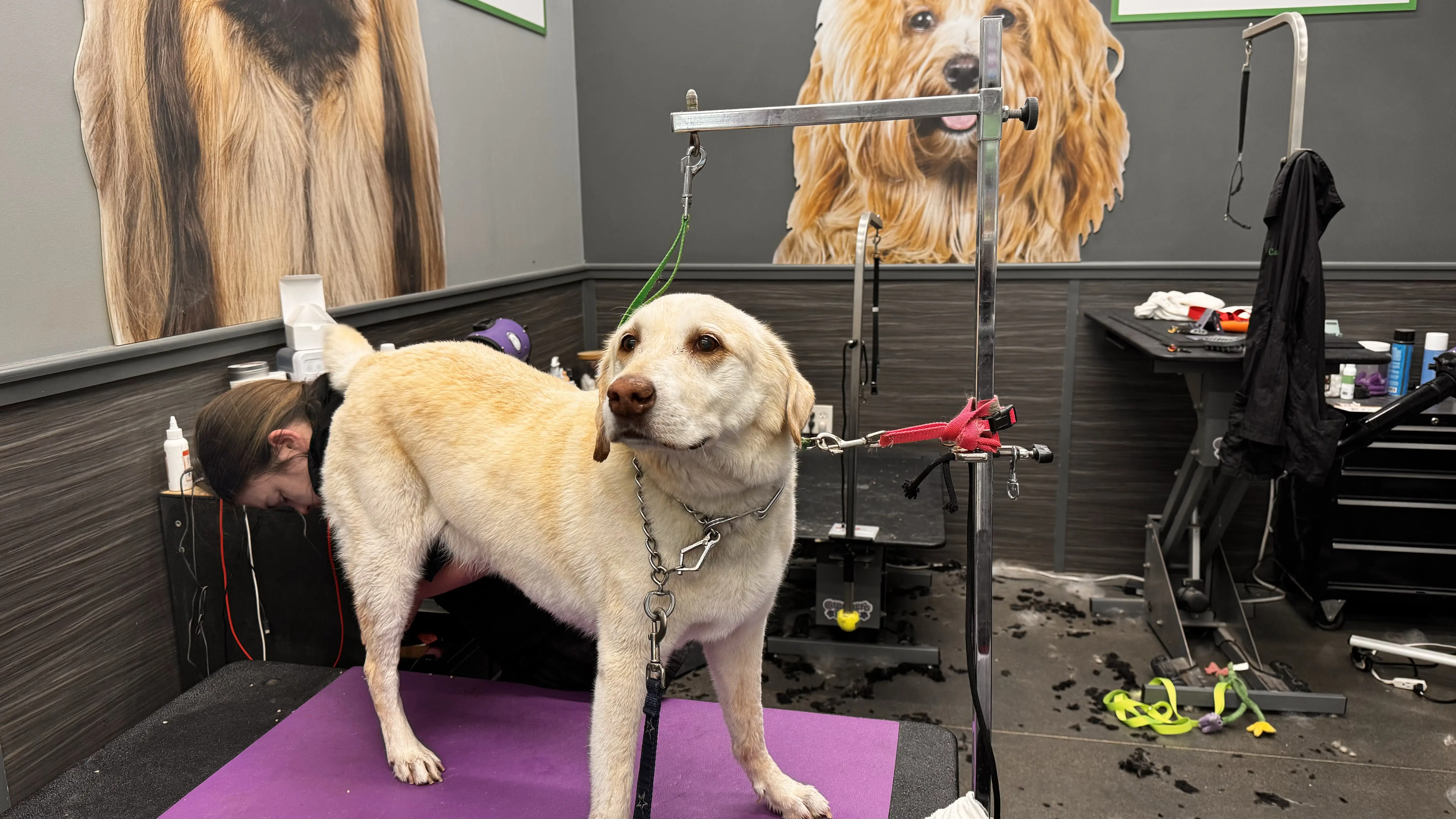 Pet Supplies Plus Arlington - W Sublett