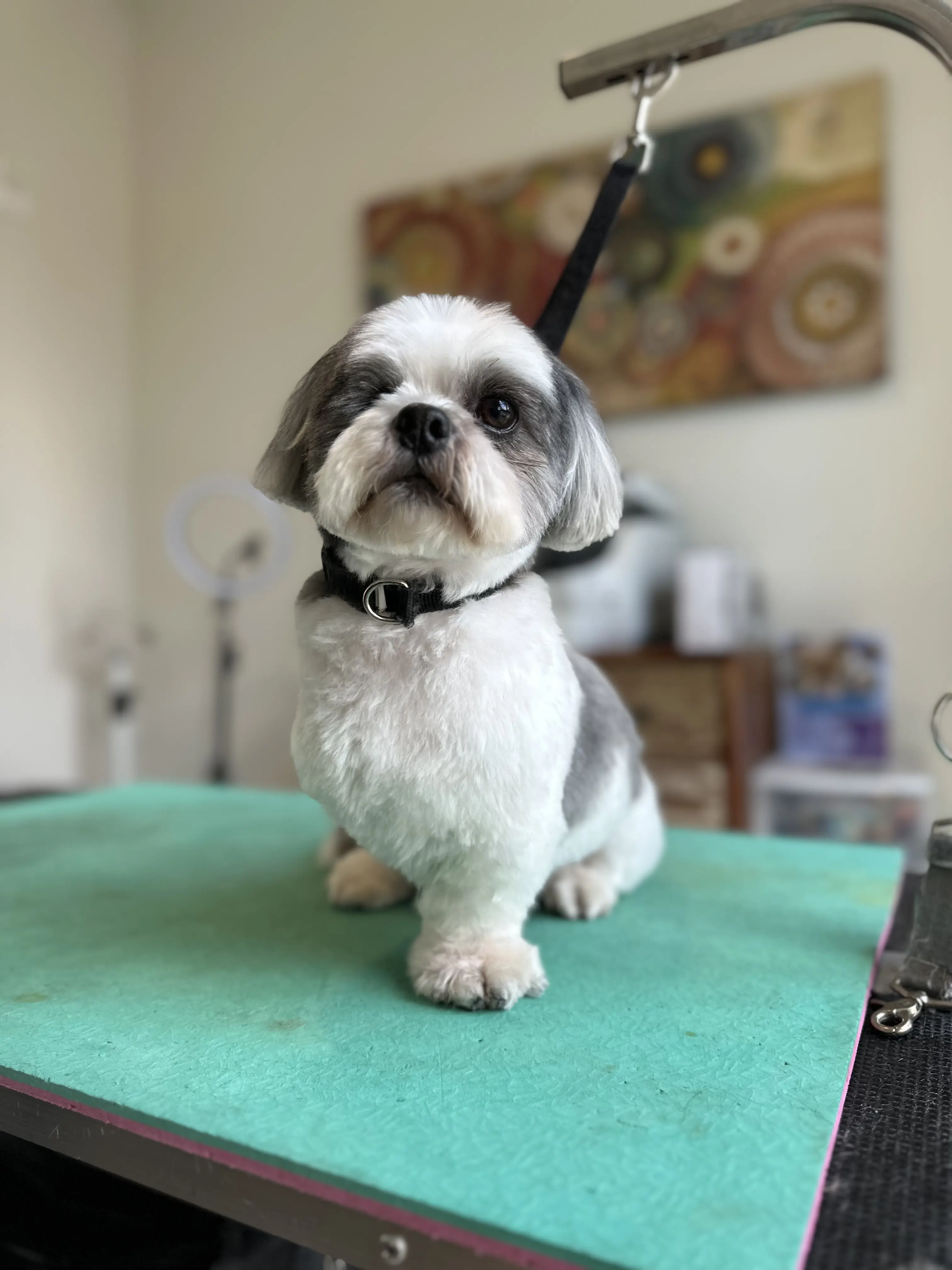 Grooming by Court
