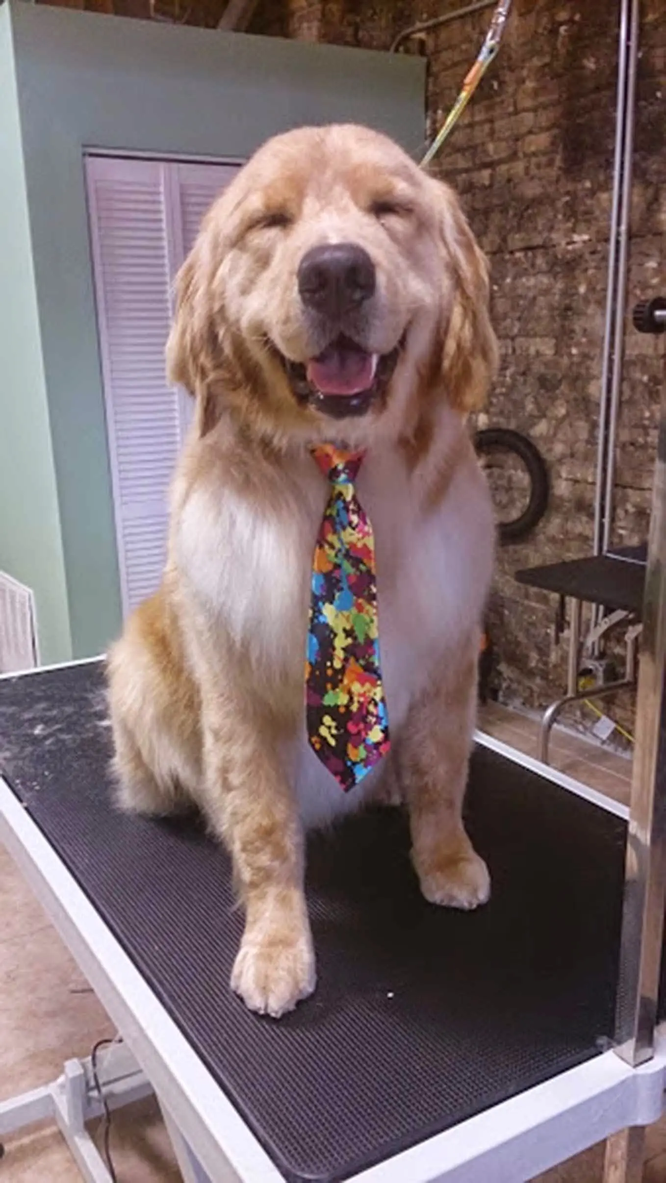 Kira Pet Cuts