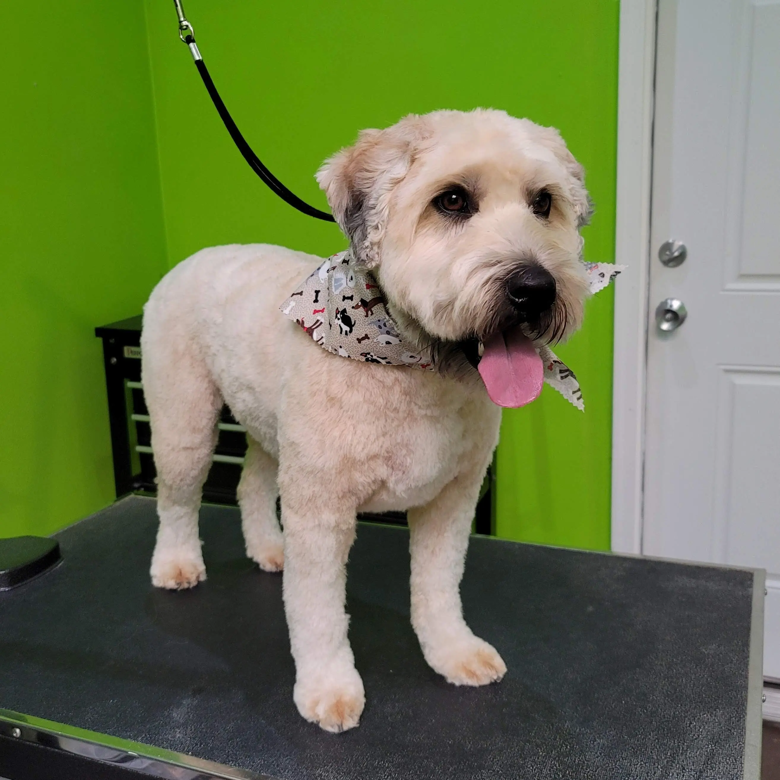 Furtastik Grooming, Daycare & More