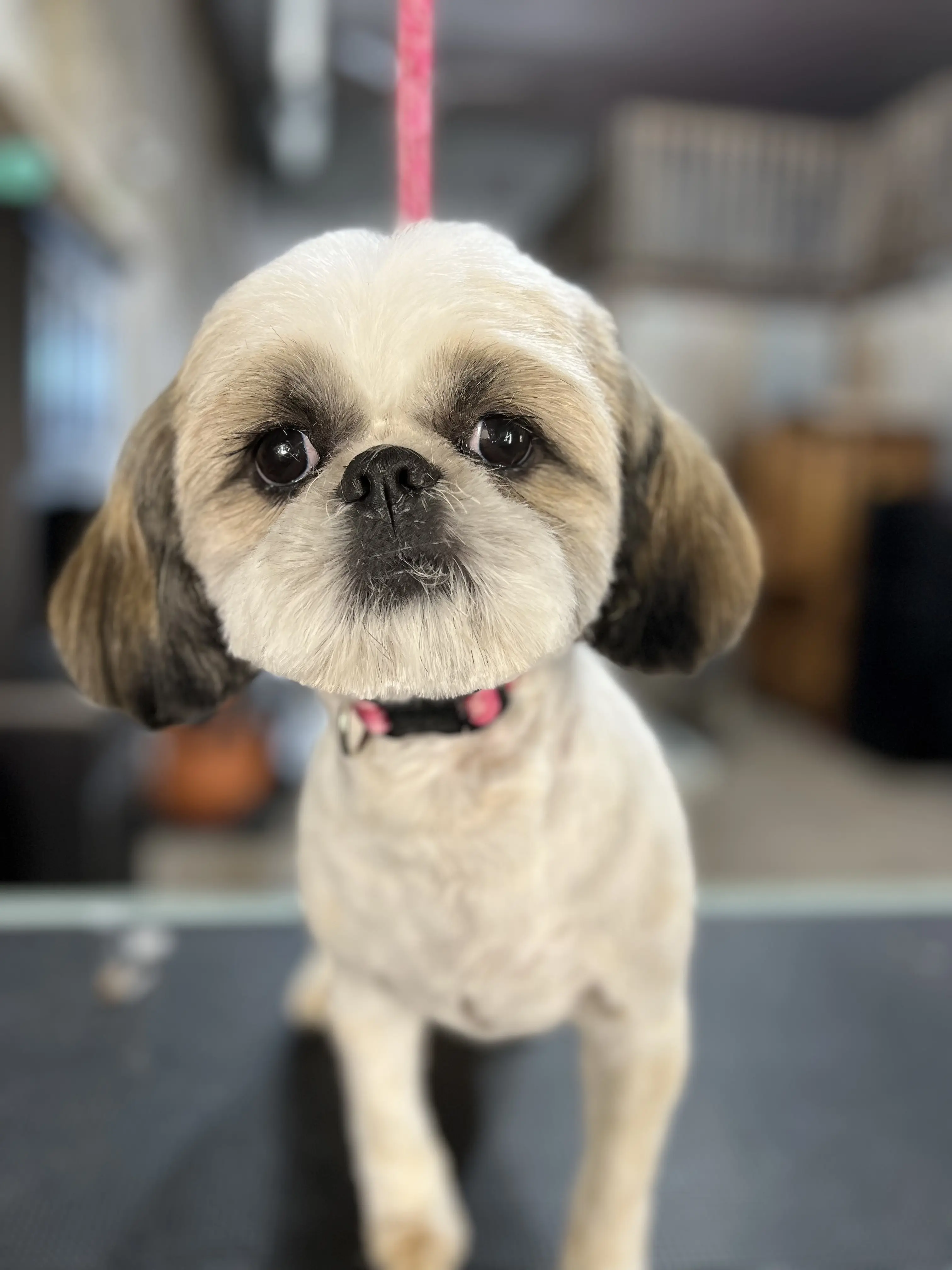 Piper & Paul Dog Grooming