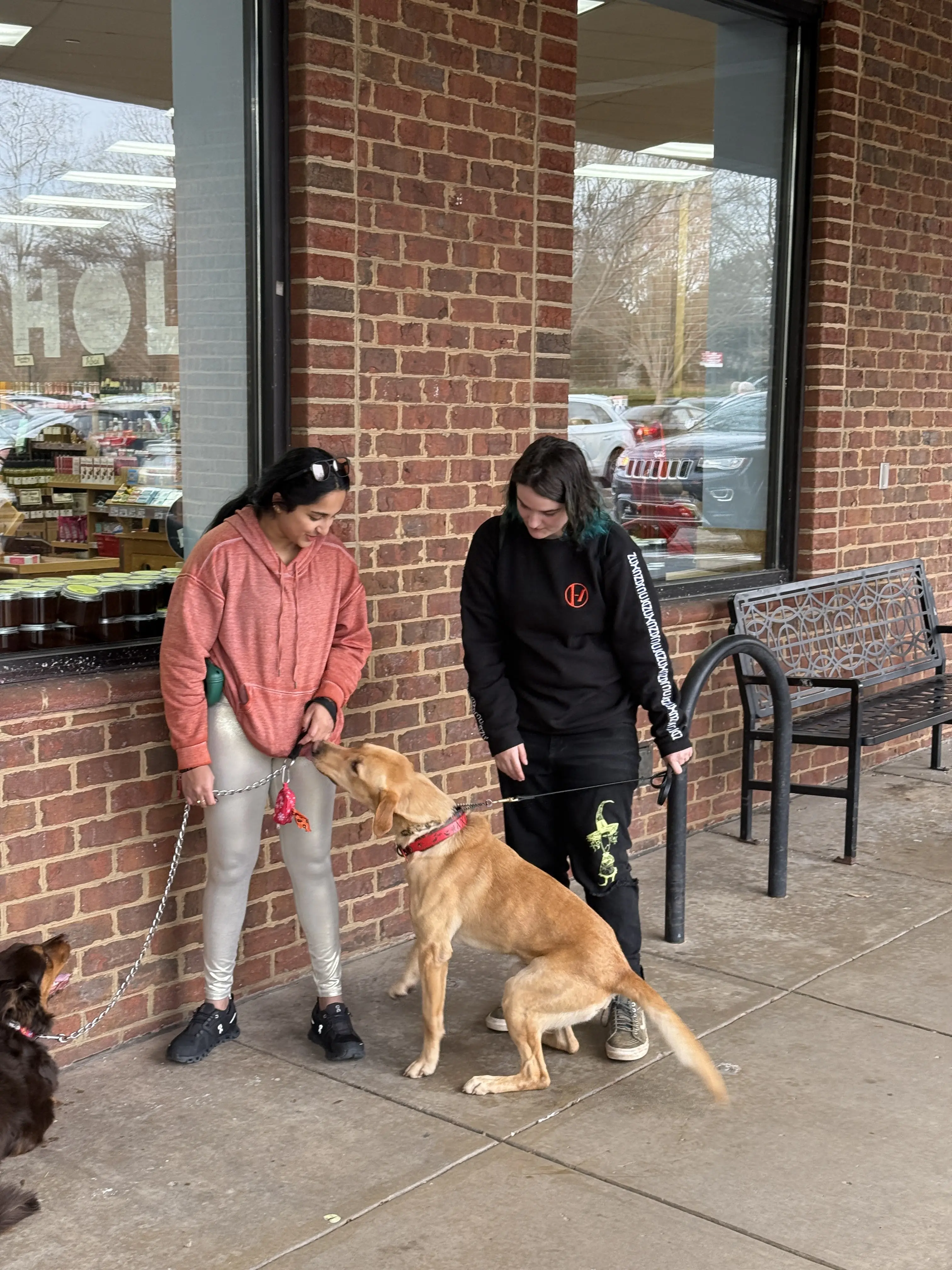 Better Dog Training