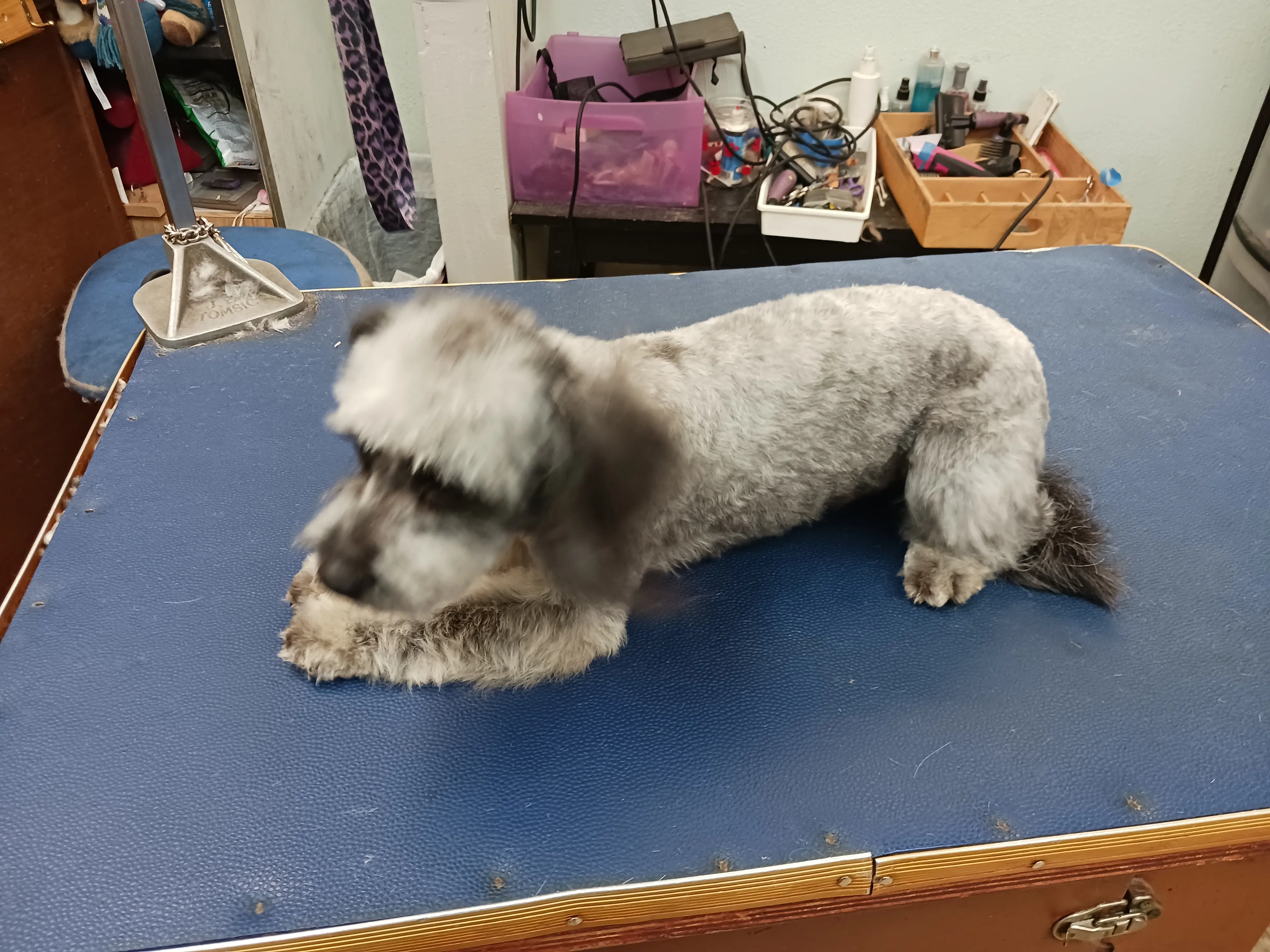 Cutting Edge Pet Grooming