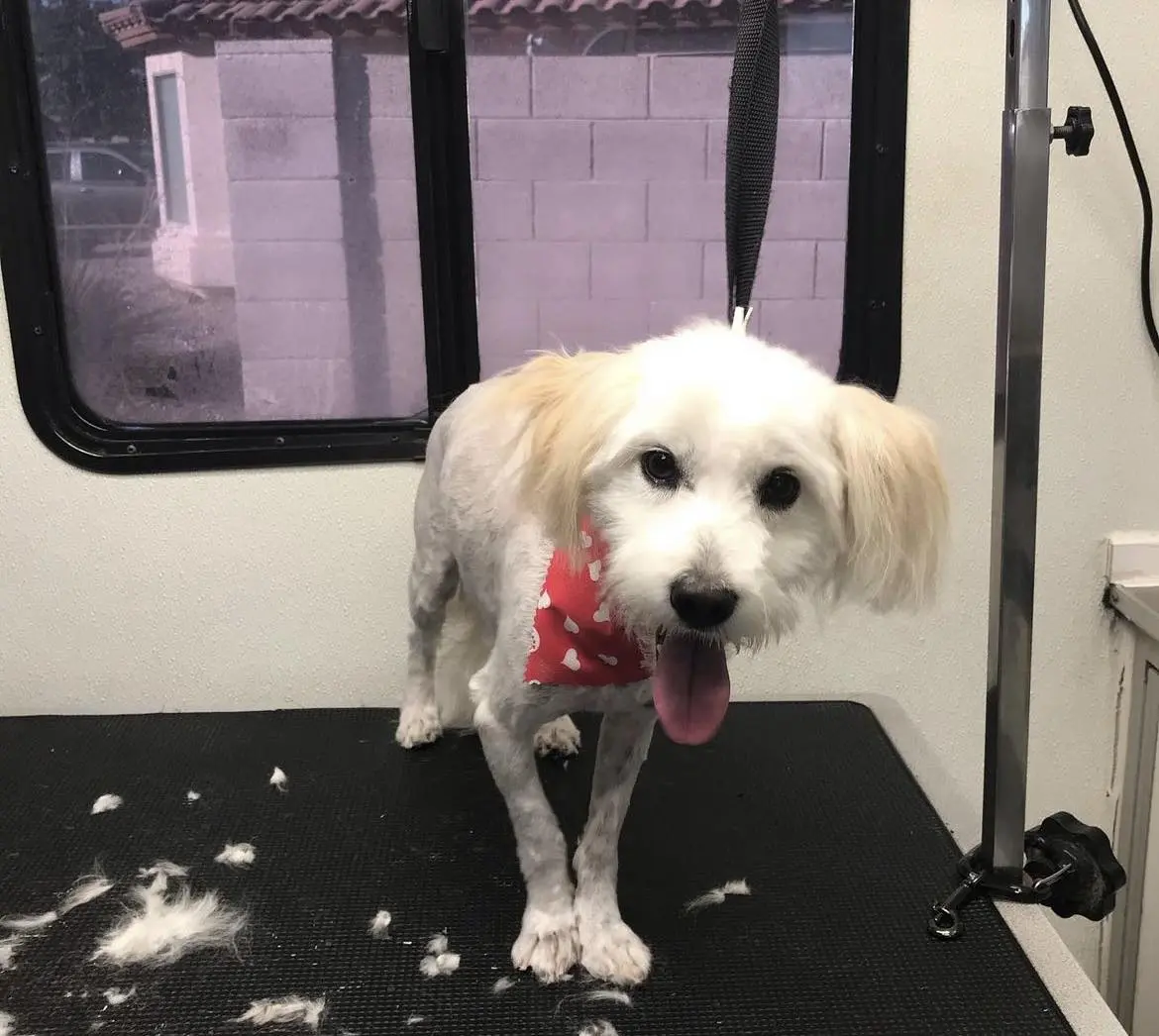 Ky Mobile Pet Grooming