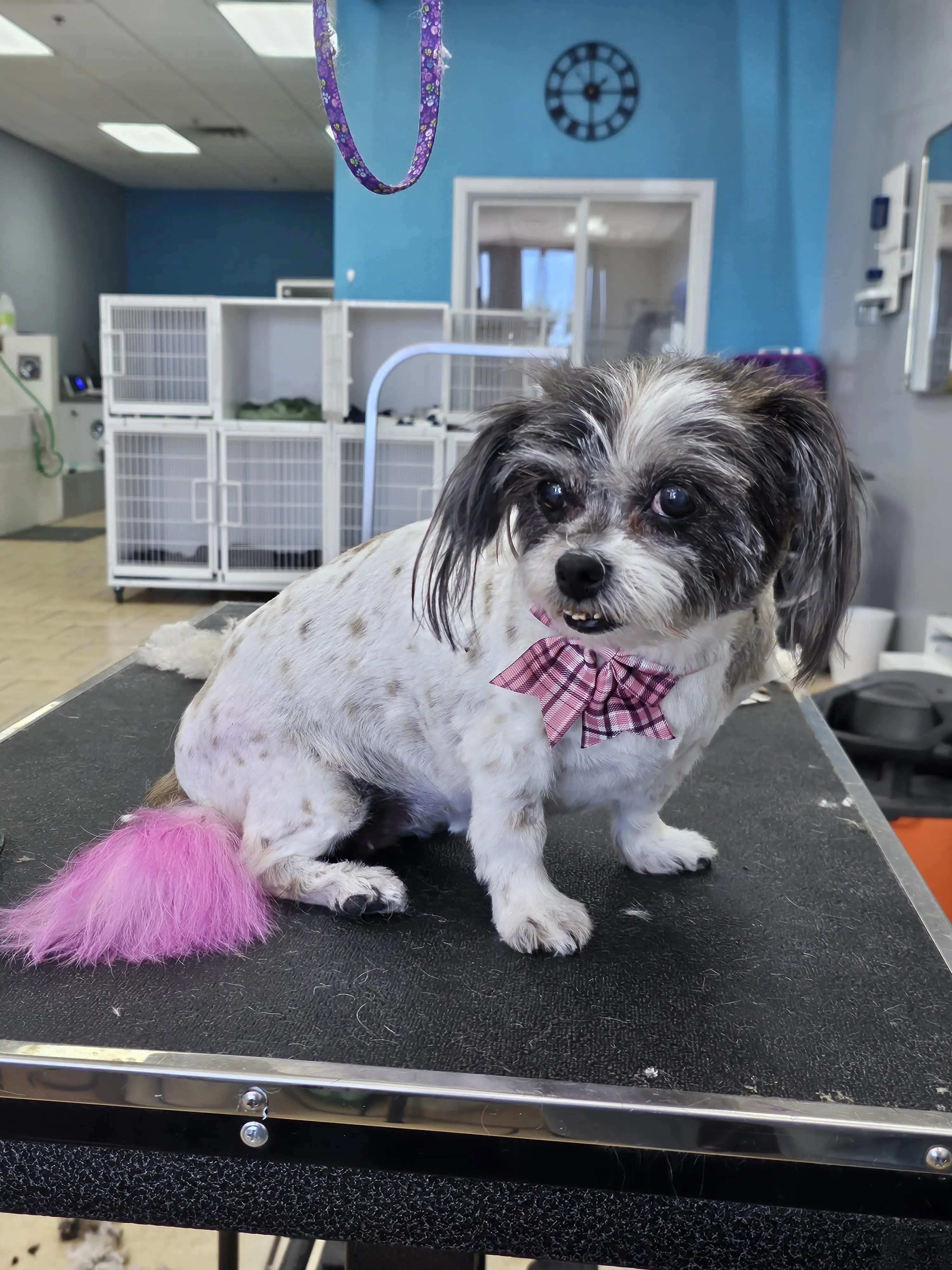 Paws on Point Dog Grooming Salon