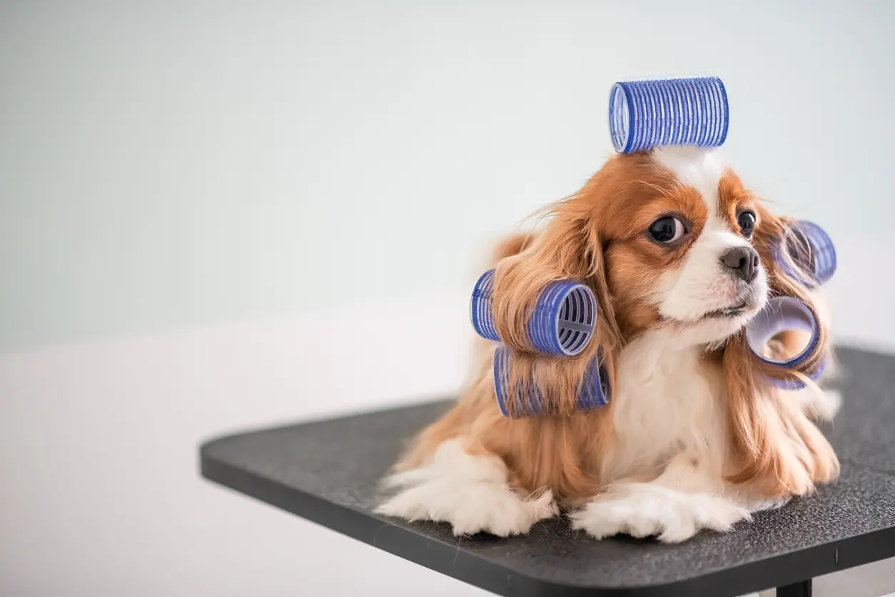 Kool & Kute Pet Boutique