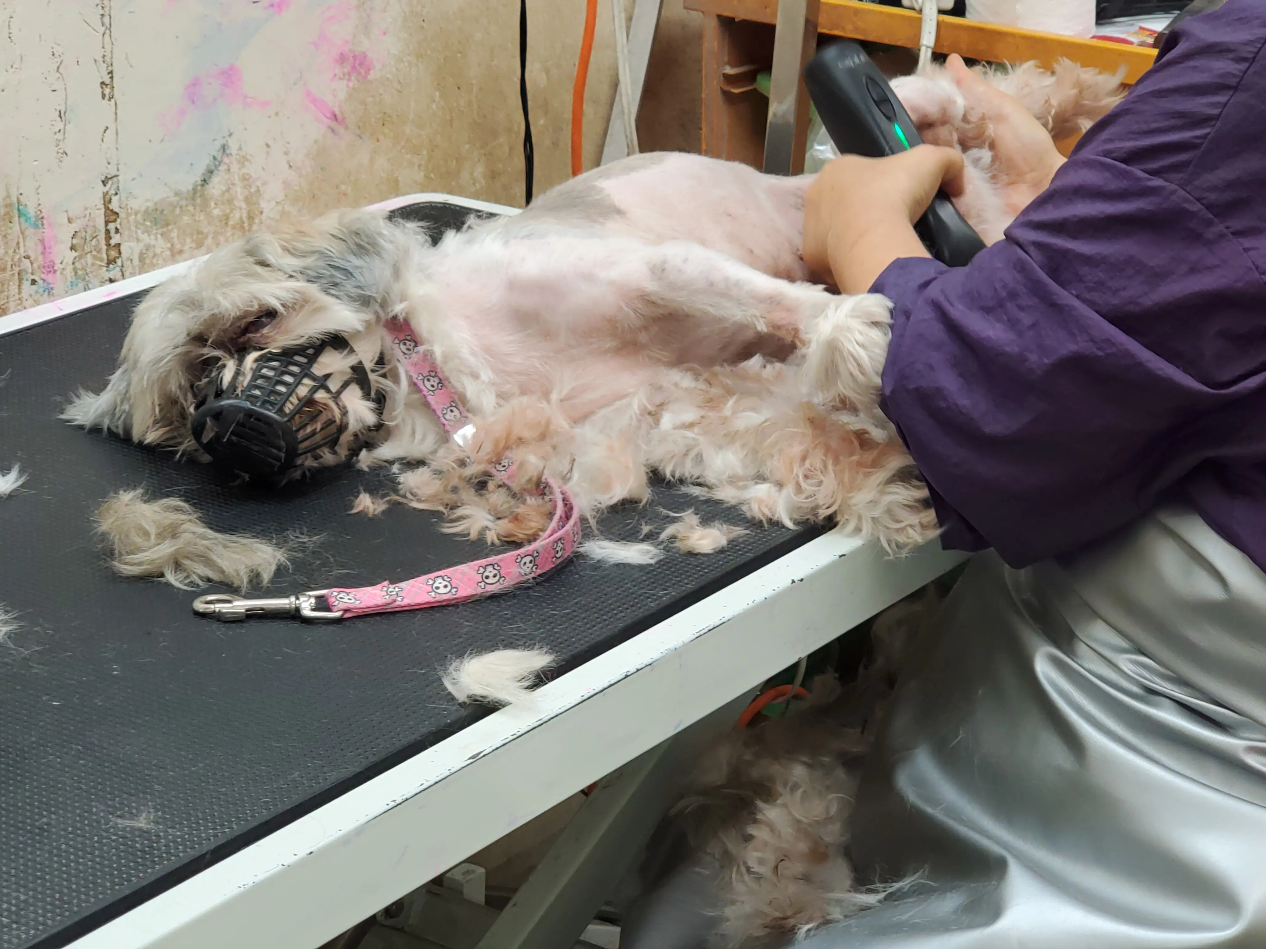34 PET GROOMING