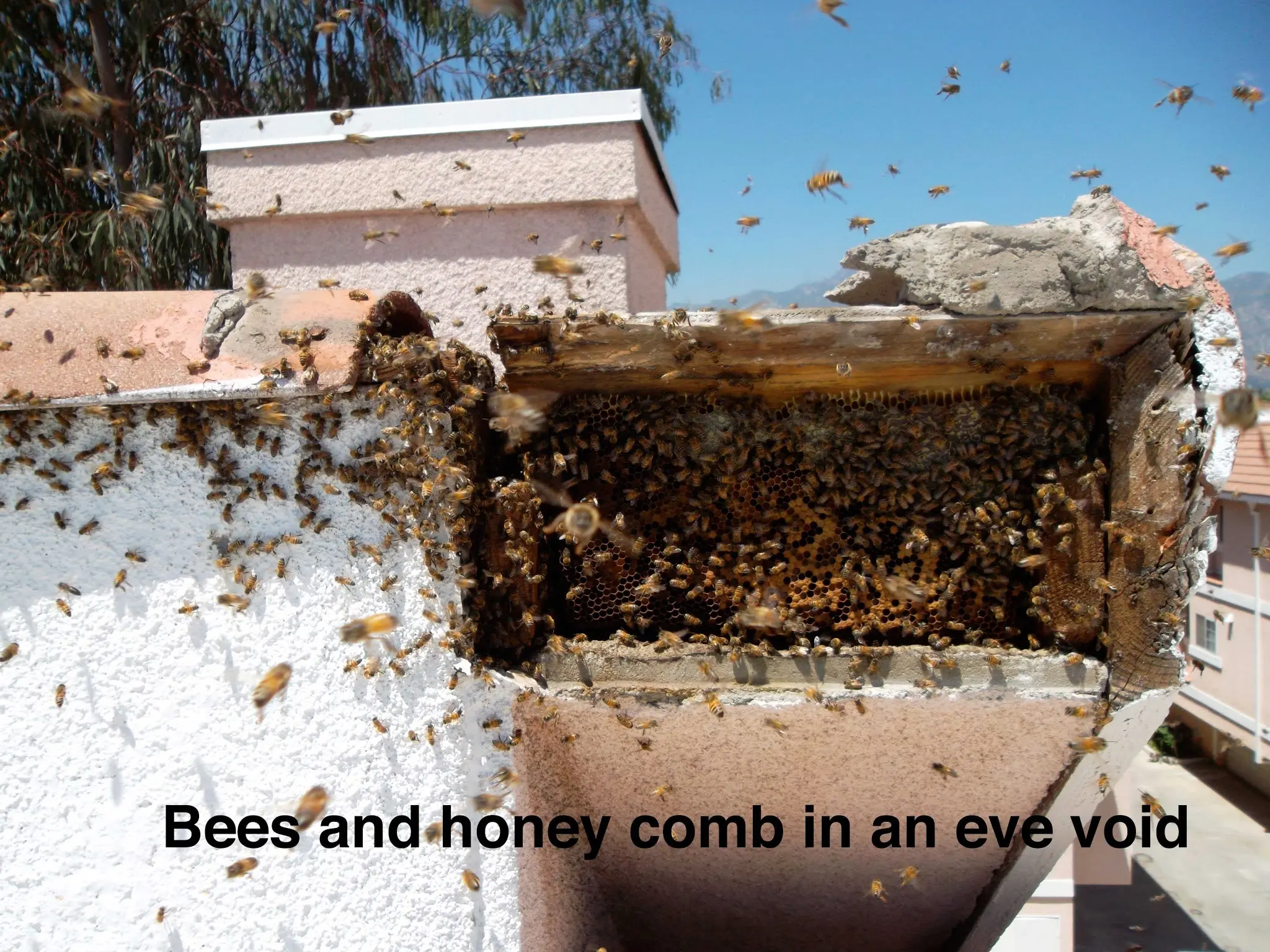 Hive Pro Bee Removal Inc.