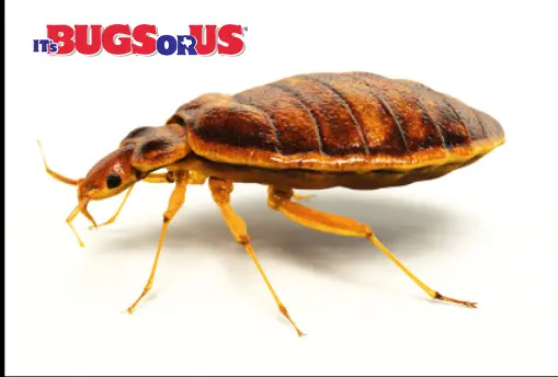It’s Bugs Or Us Pest Control - Round Rock
