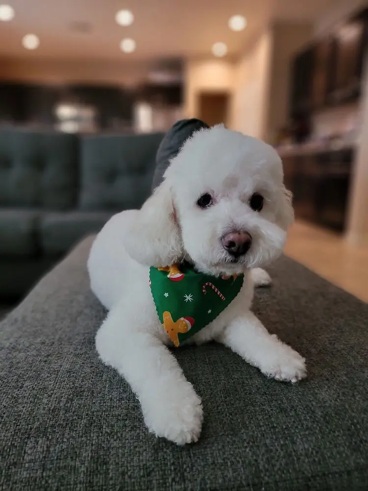 Pawsh Wash Pet Grooming
