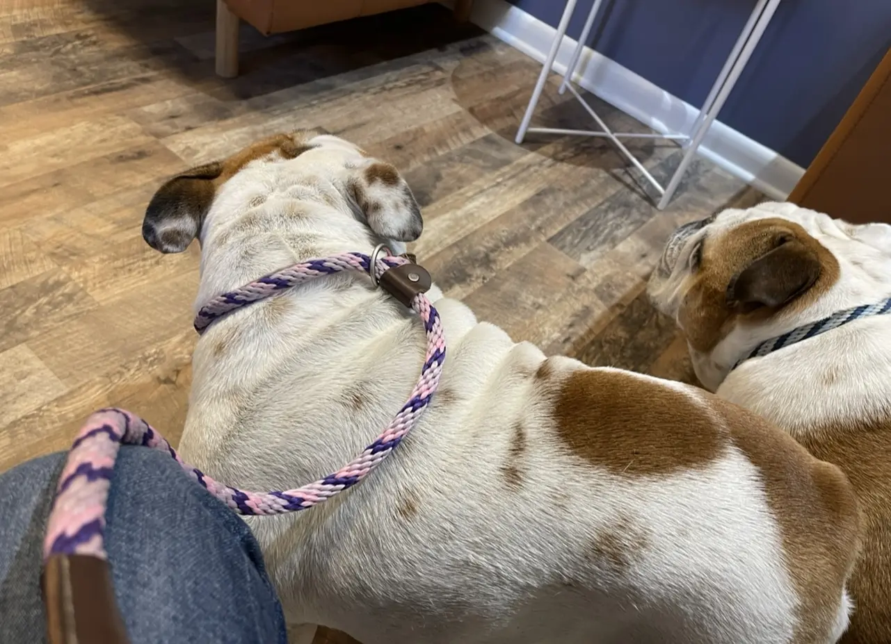 Pet Dermatology Center Philly