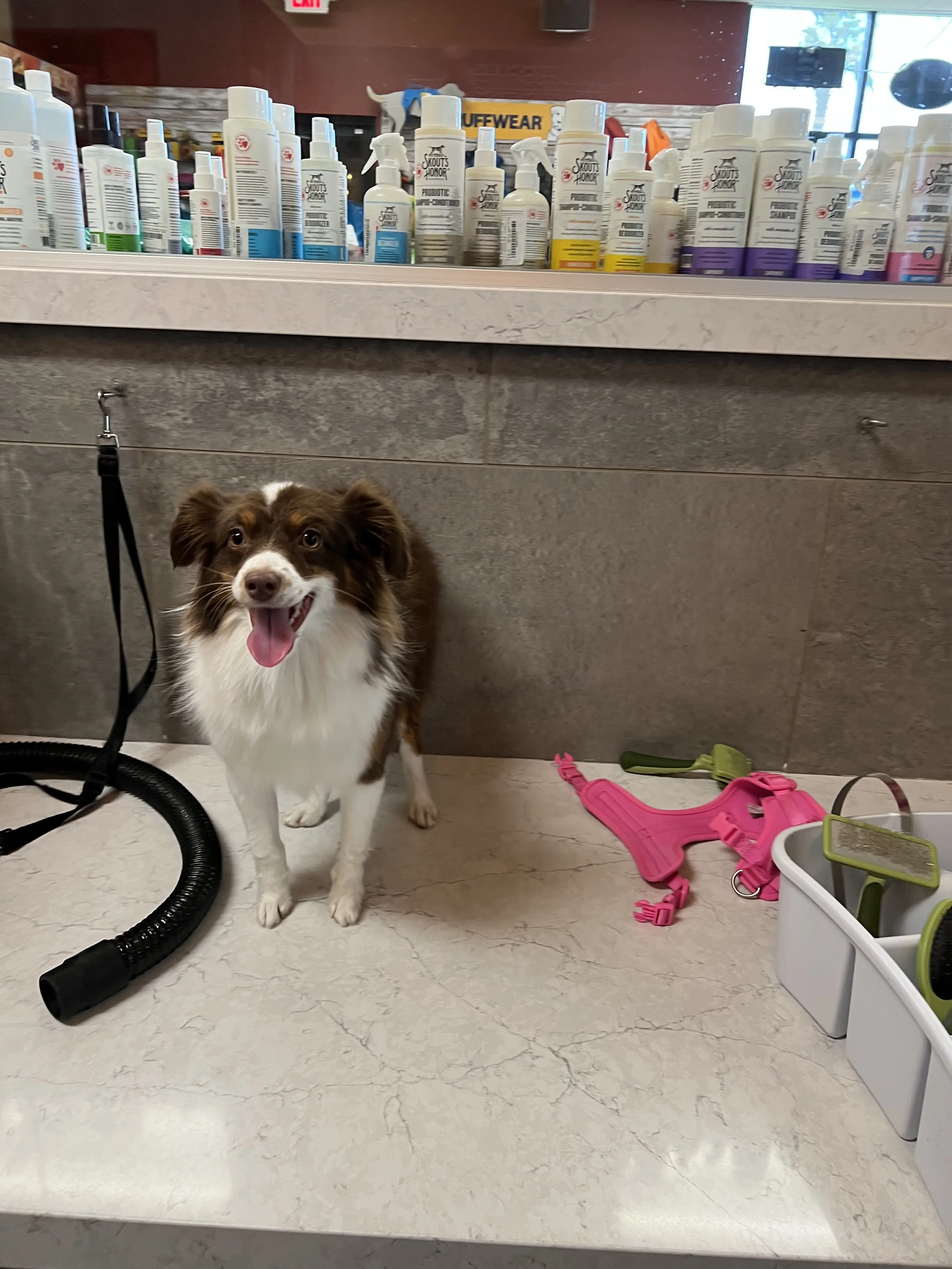 Barking Dogs Self Wash & Grooming Centennial Hills