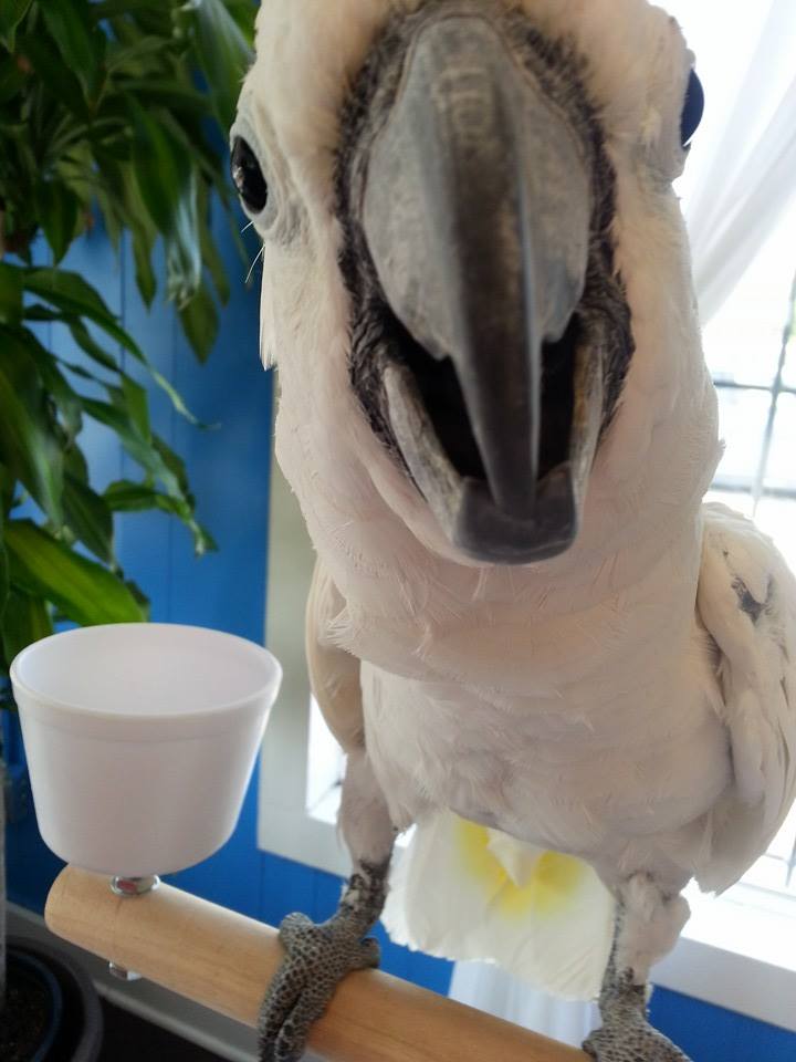 Feathered Friends & Co.