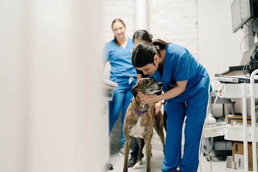 GoodVets East Austin