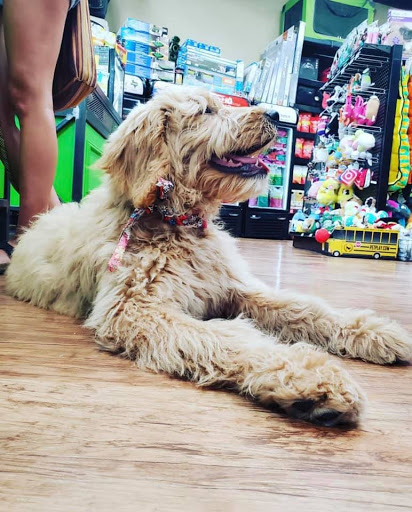 Healthy Pet - Lakeline Austin