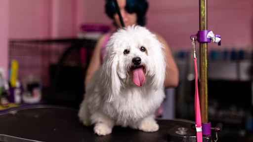 Woof Gang Bakery & Grooming Westlake