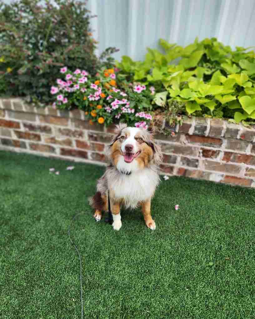 All Dogs Unleashed Dog Training Dallas