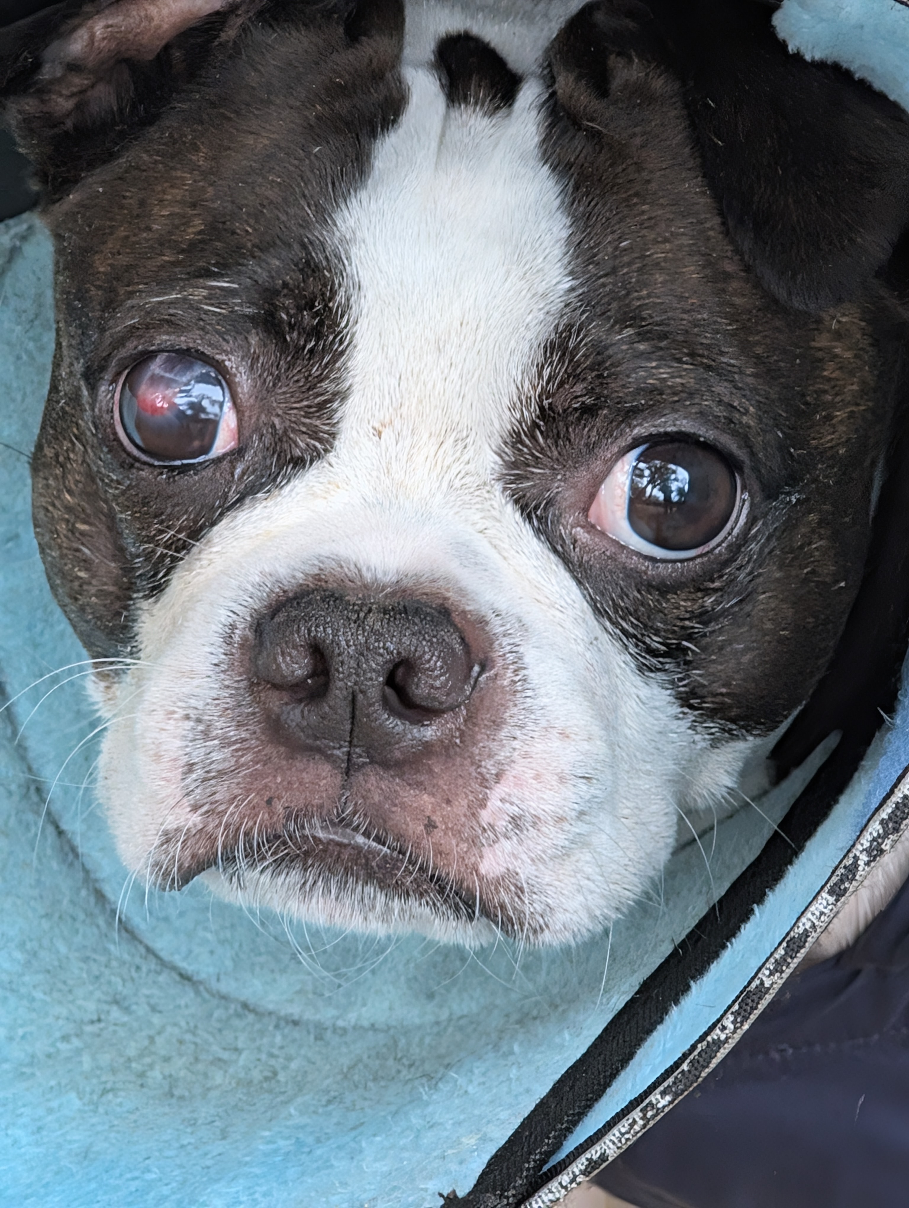 Animal Ophthalmology Clinic