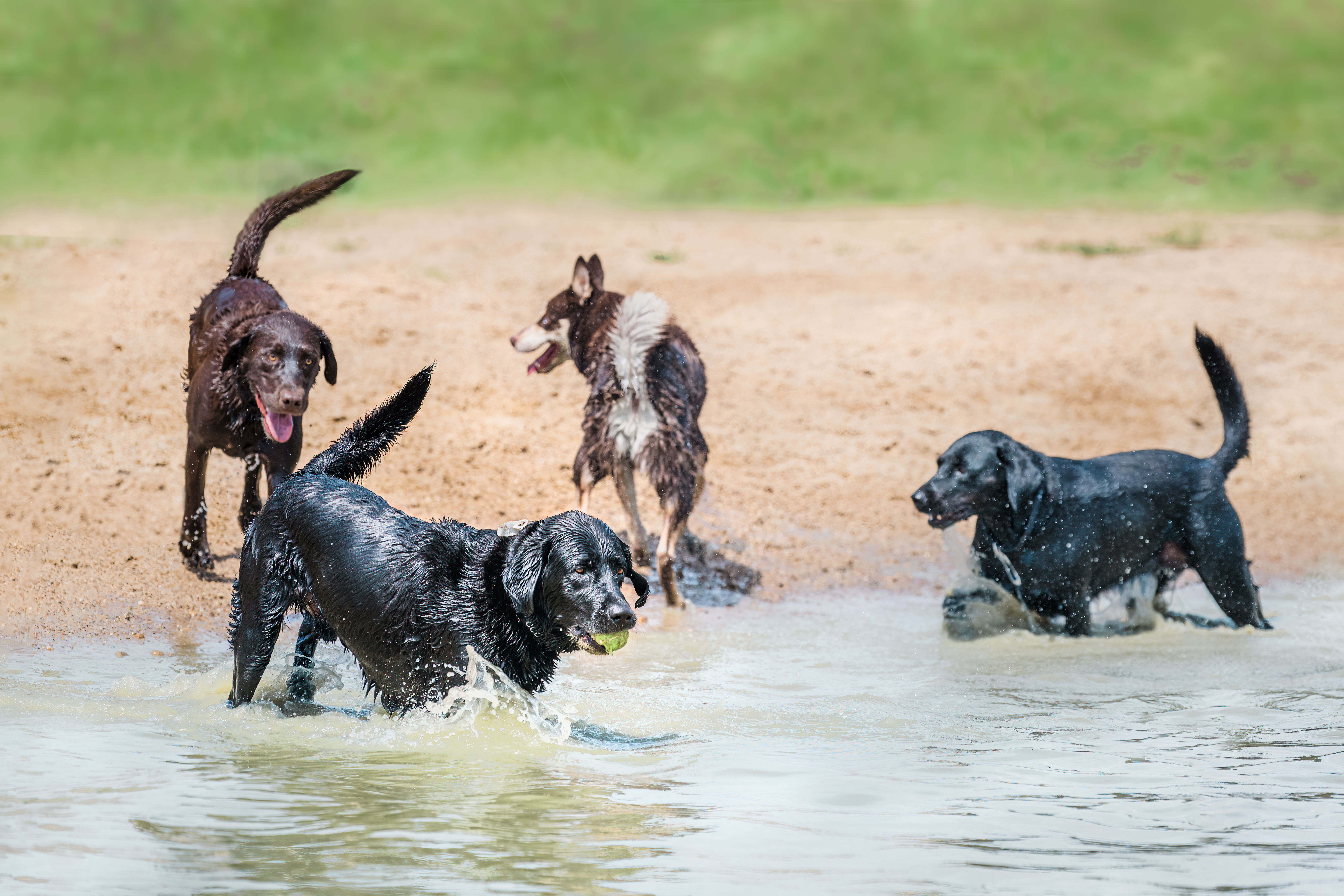 Canine Country Club and Wellness Center