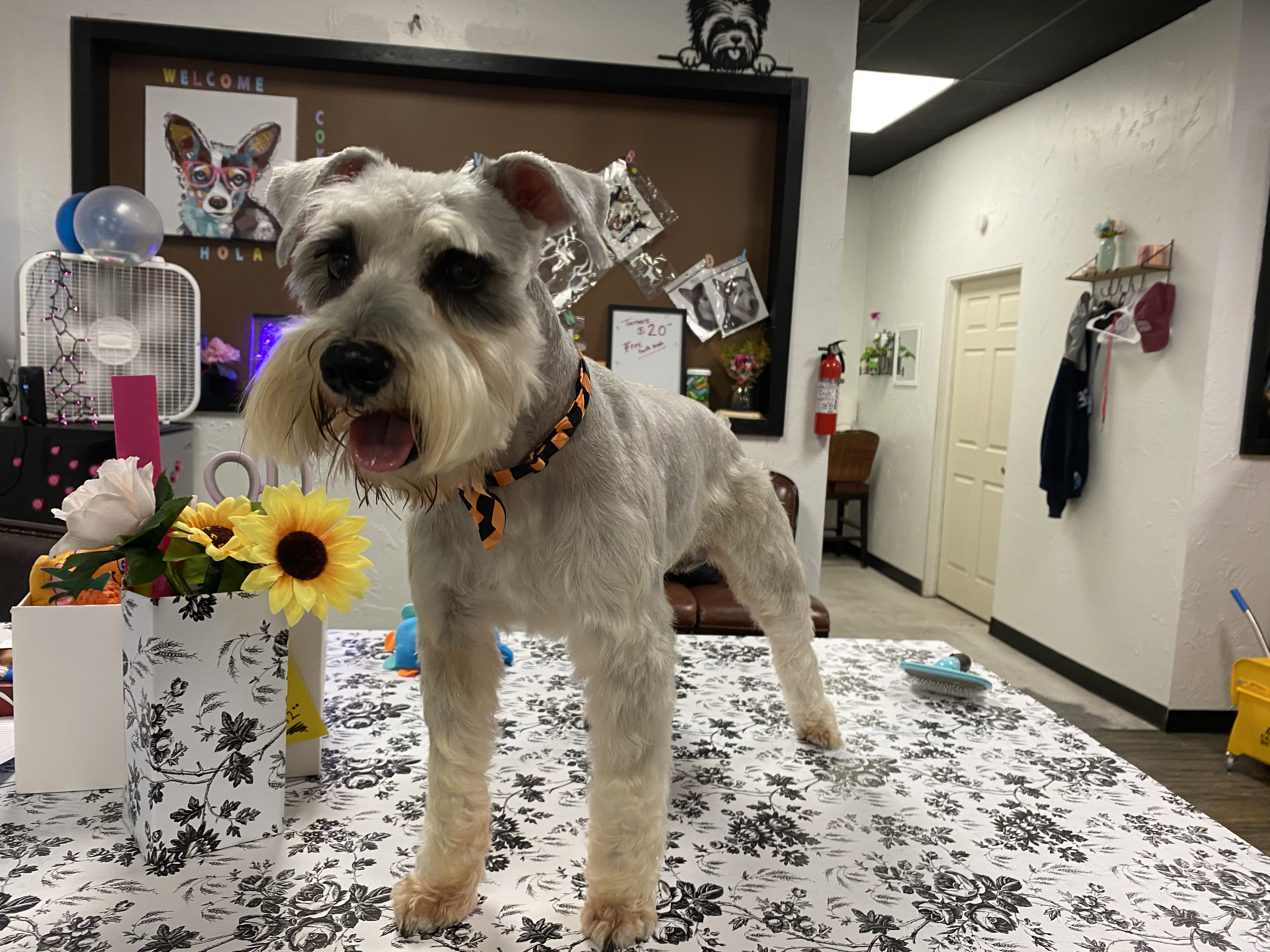 Coketa's Dog Grooming Salon