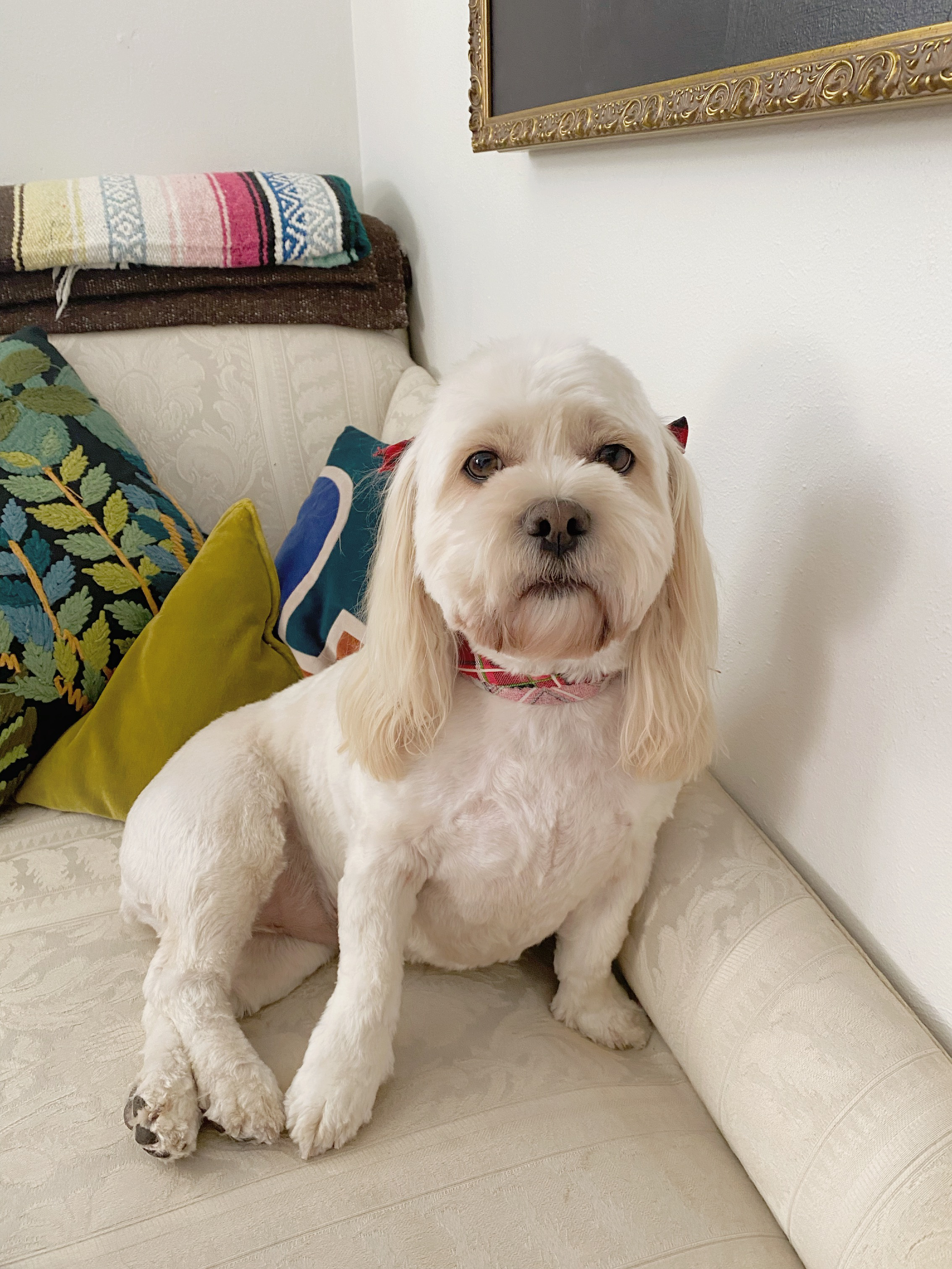 Dog Gone Beautiful