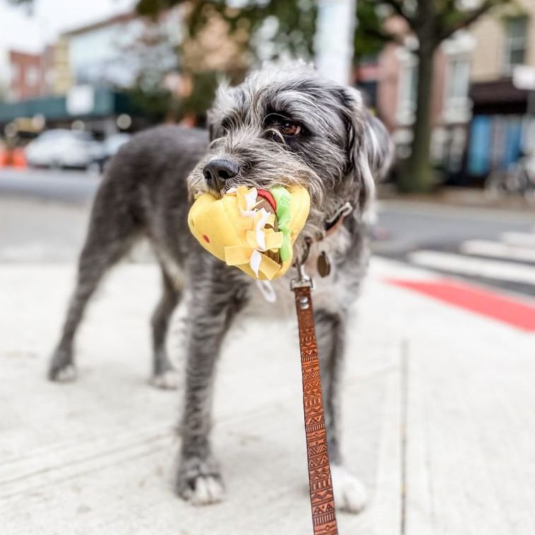 Doggie Style Pets Passyunk