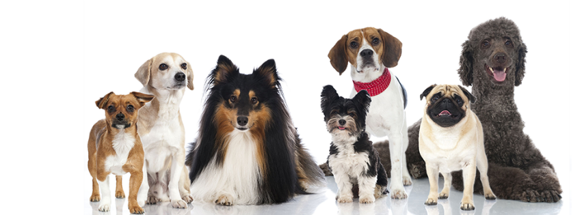 Lucky Dog Pet Retreat & Spa