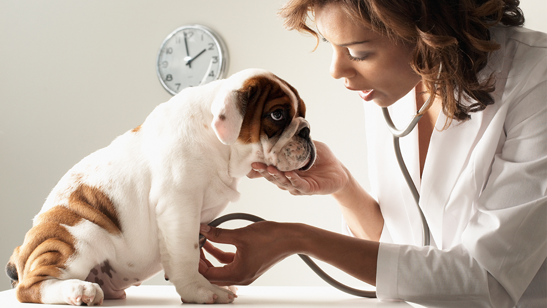 Mt Airy Animal Hospital