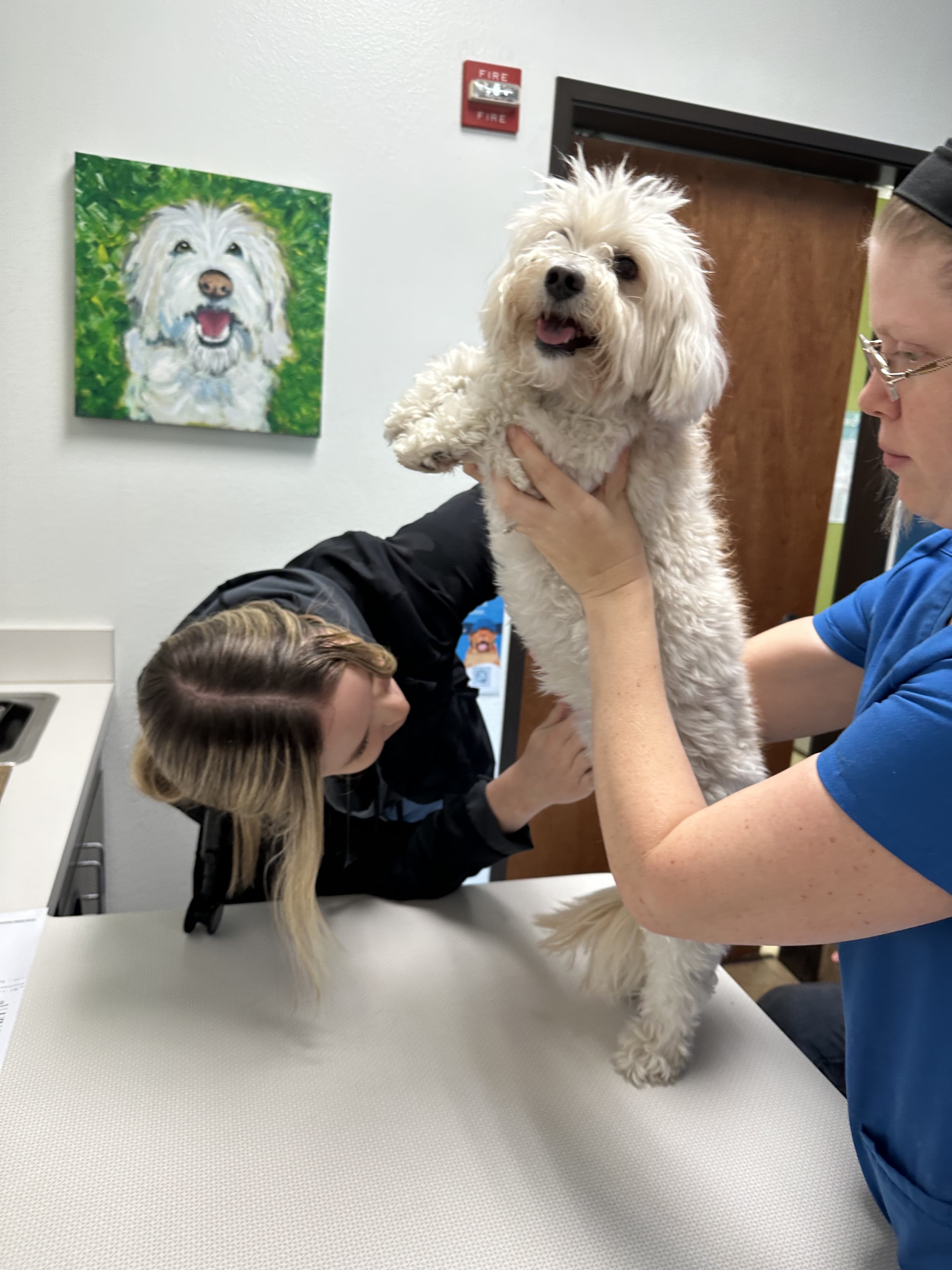 North Dallas Veterinary Hospital