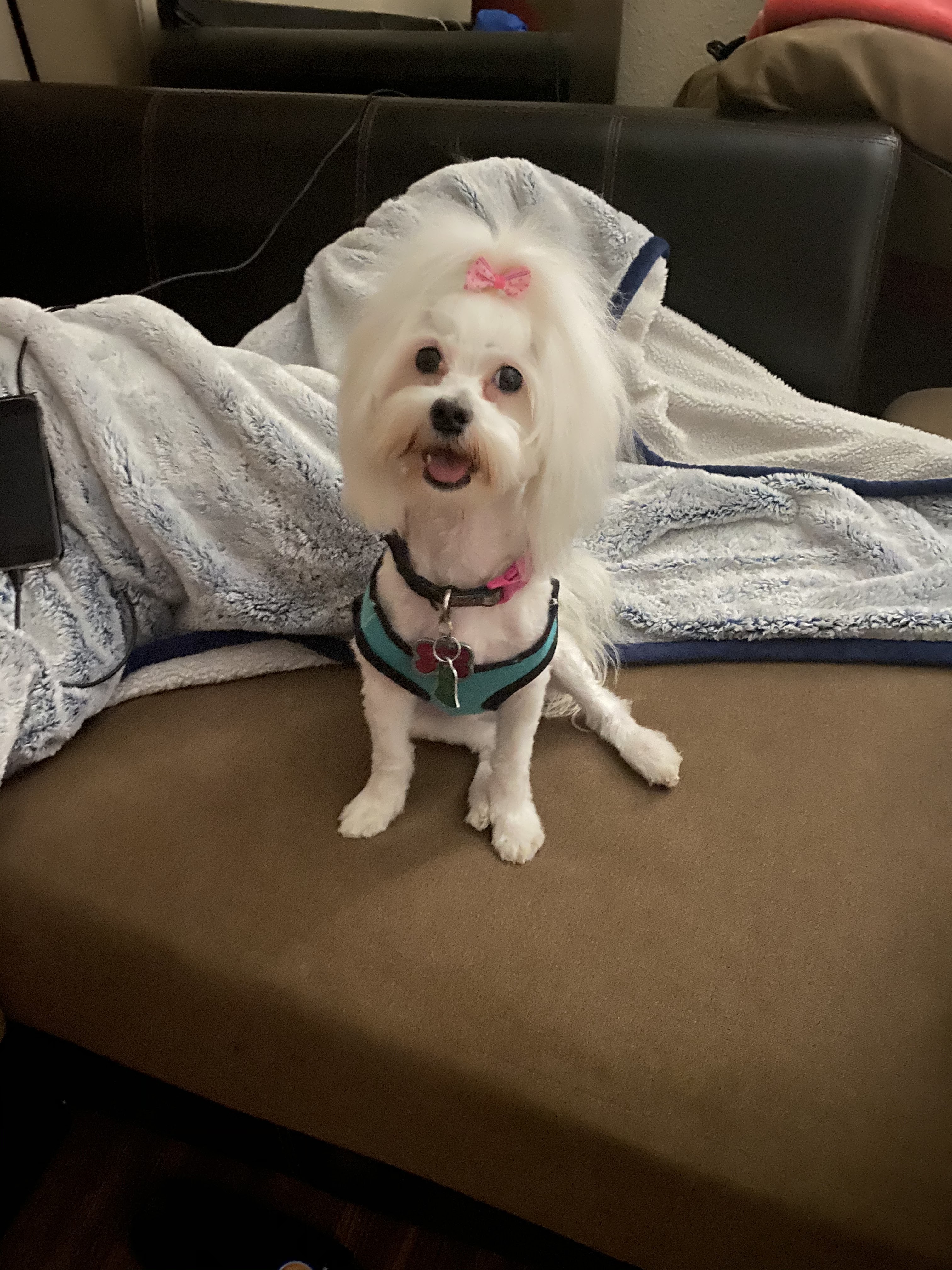 North Tollway Pet Hospital