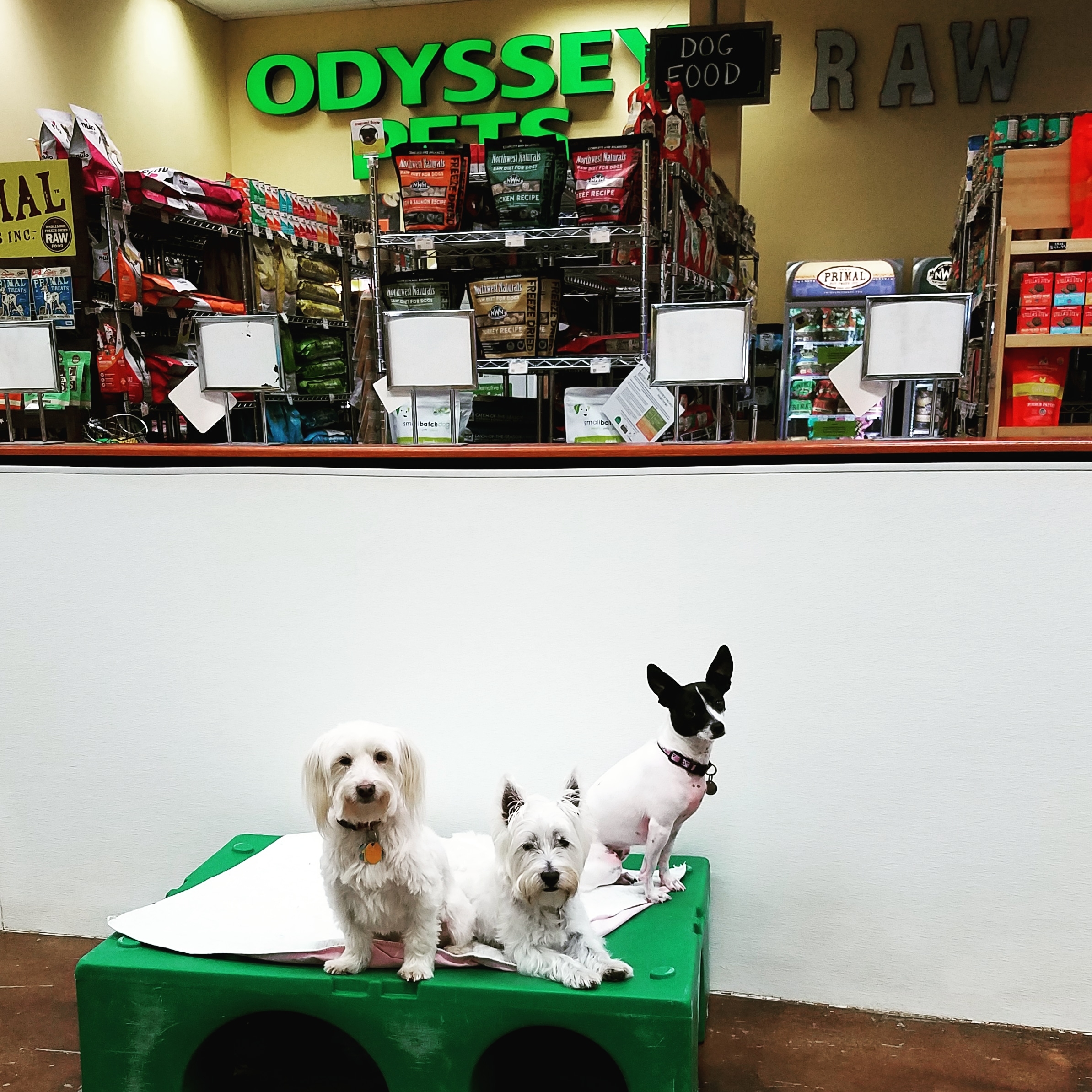 Odyssey Pets