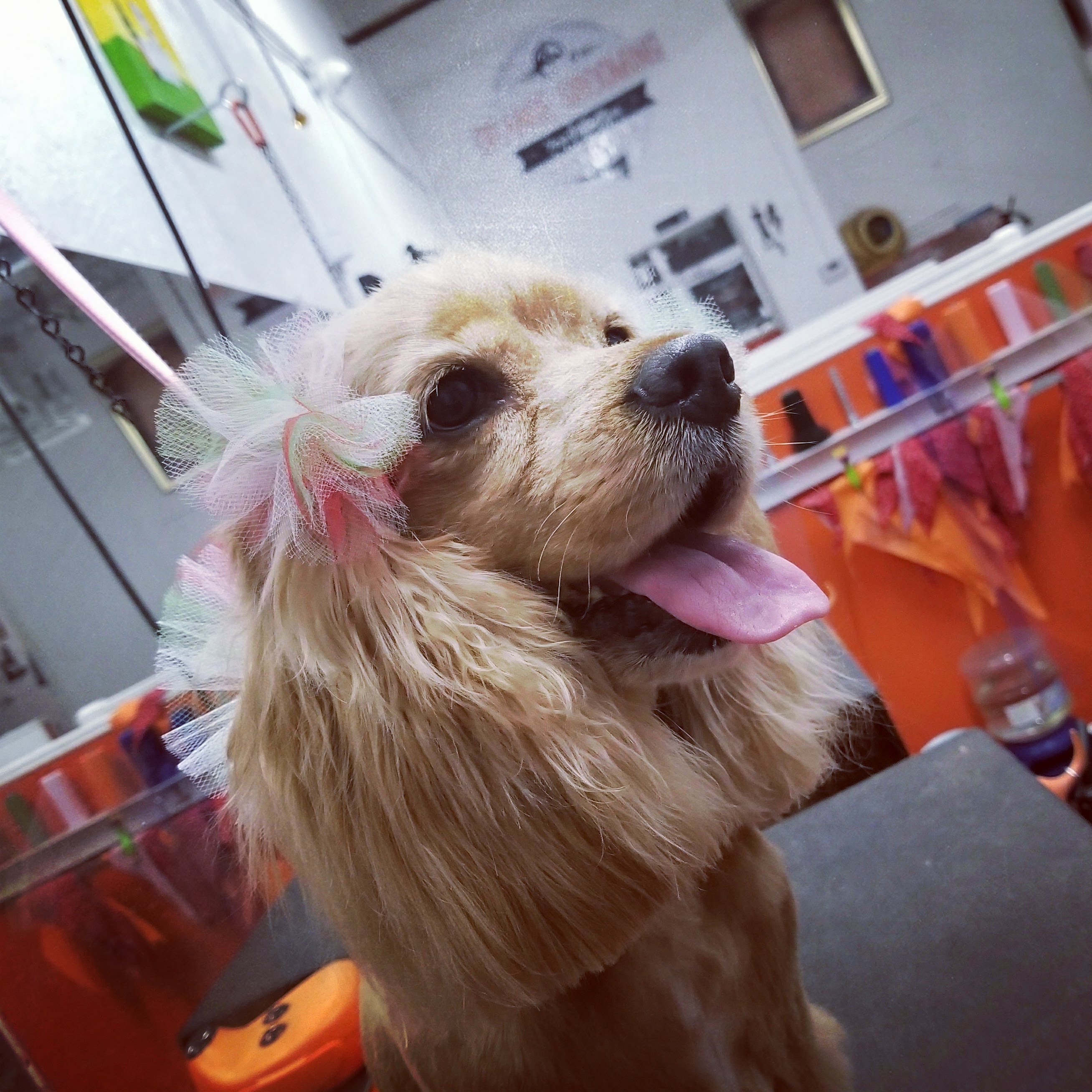 Orange Grooming
