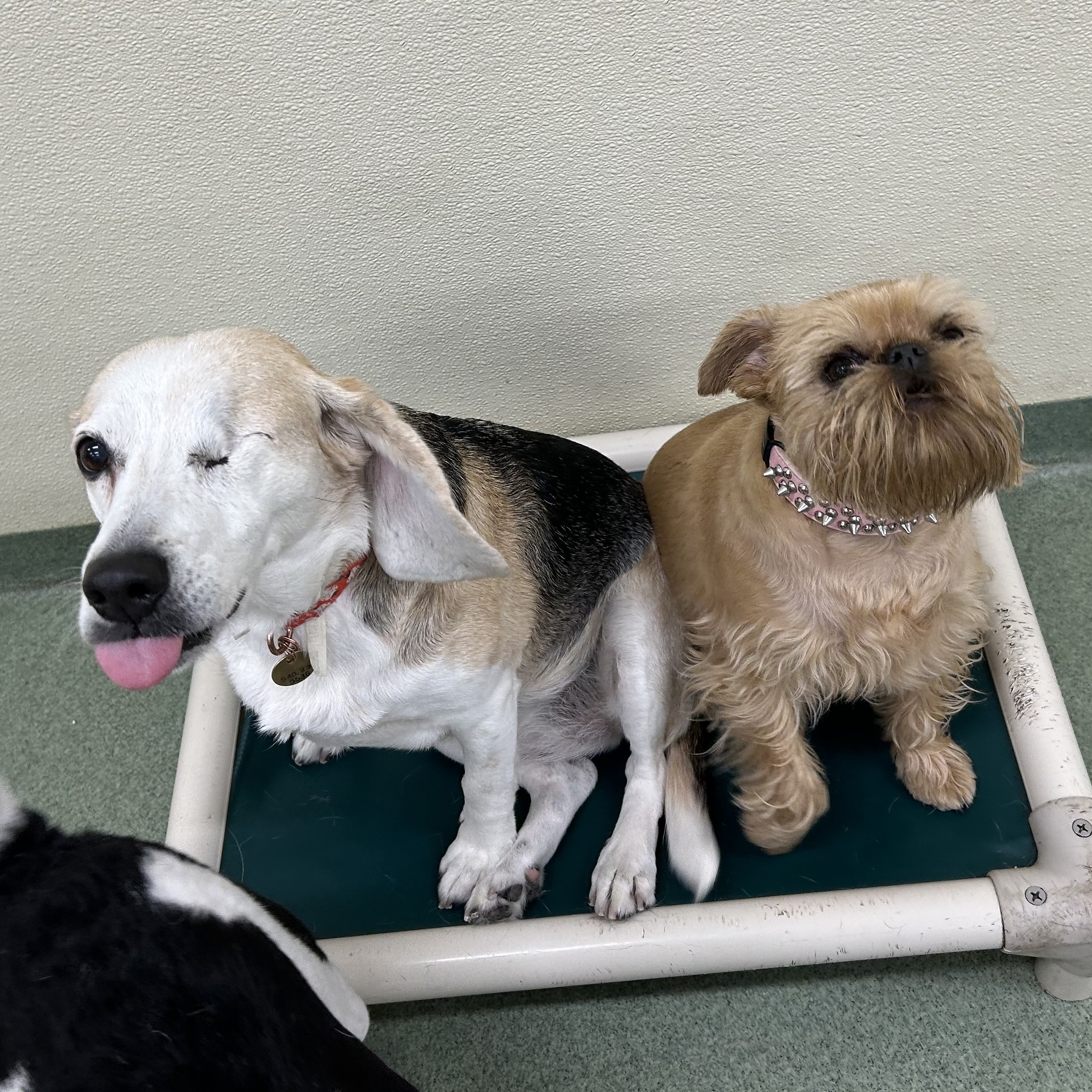 PUPS Pet Club