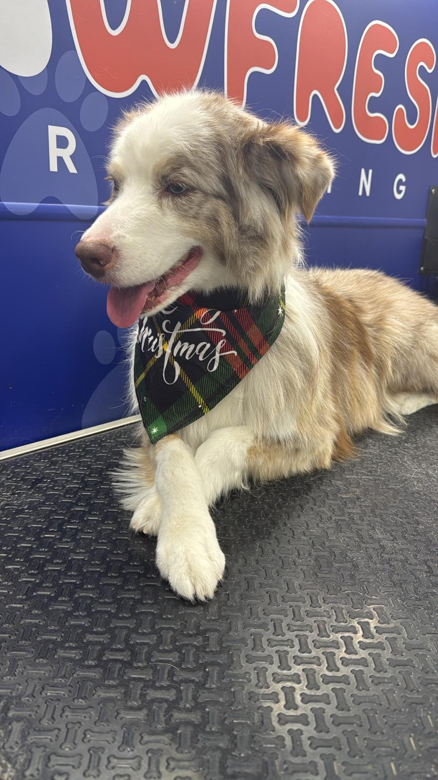 Pawfresh Grooming