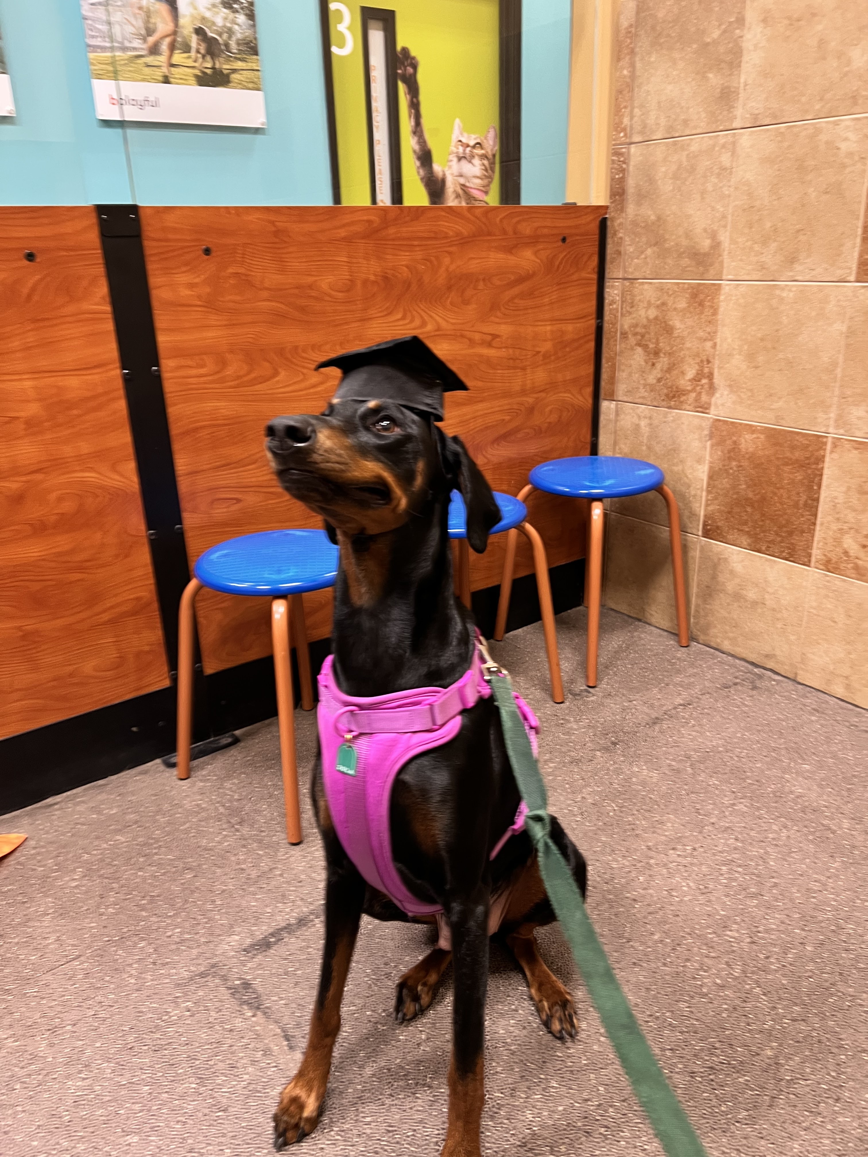 PetSmart Dog Training