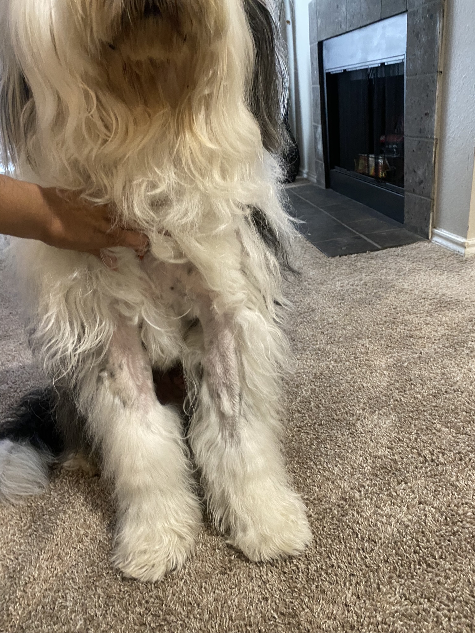 PetSmart Grooming