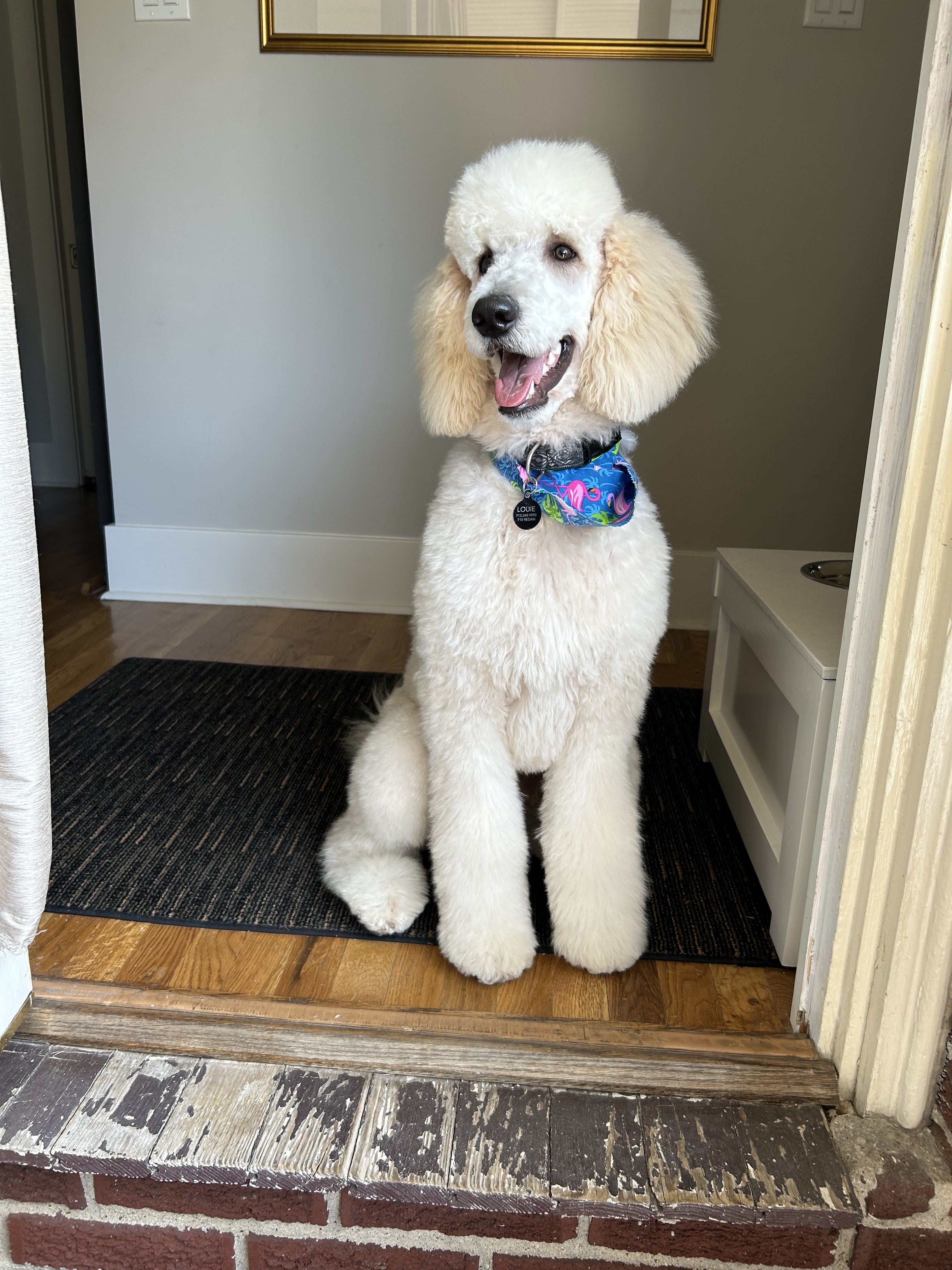 PetSmart Grooming