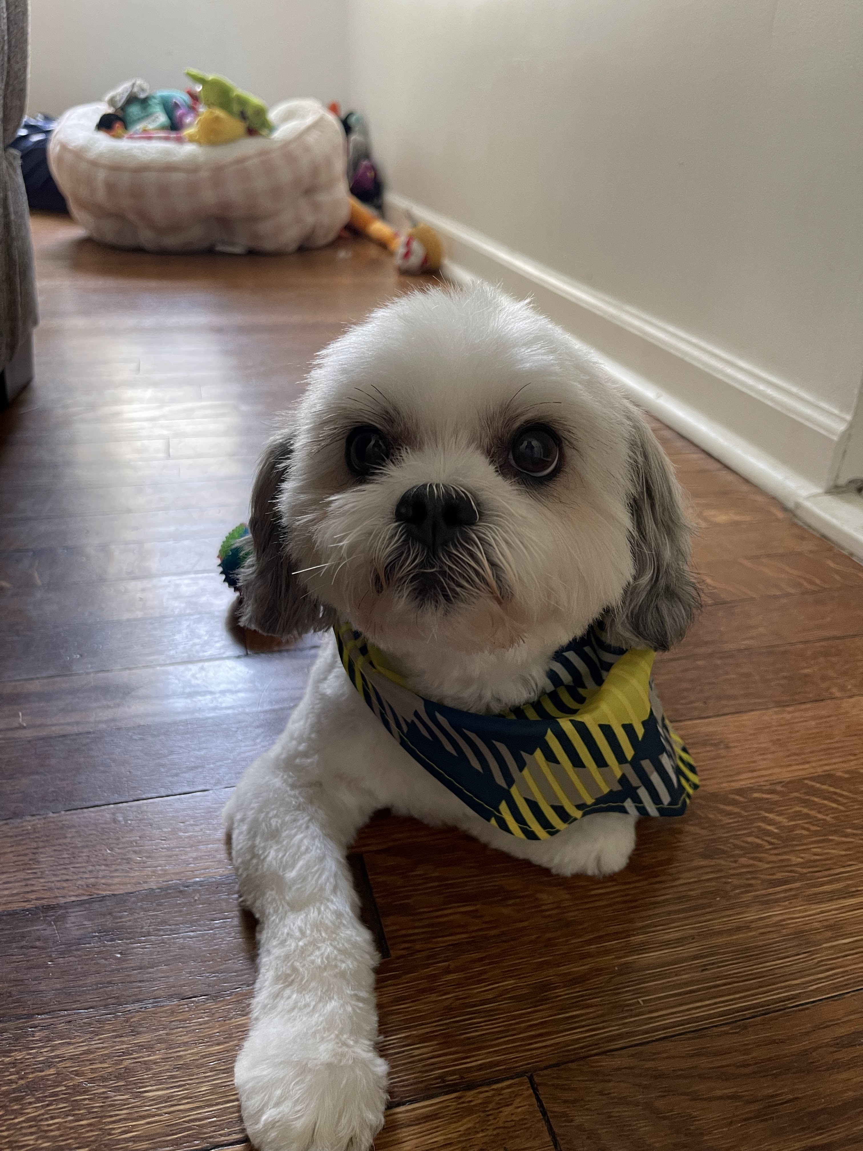 PetSmart Grooming